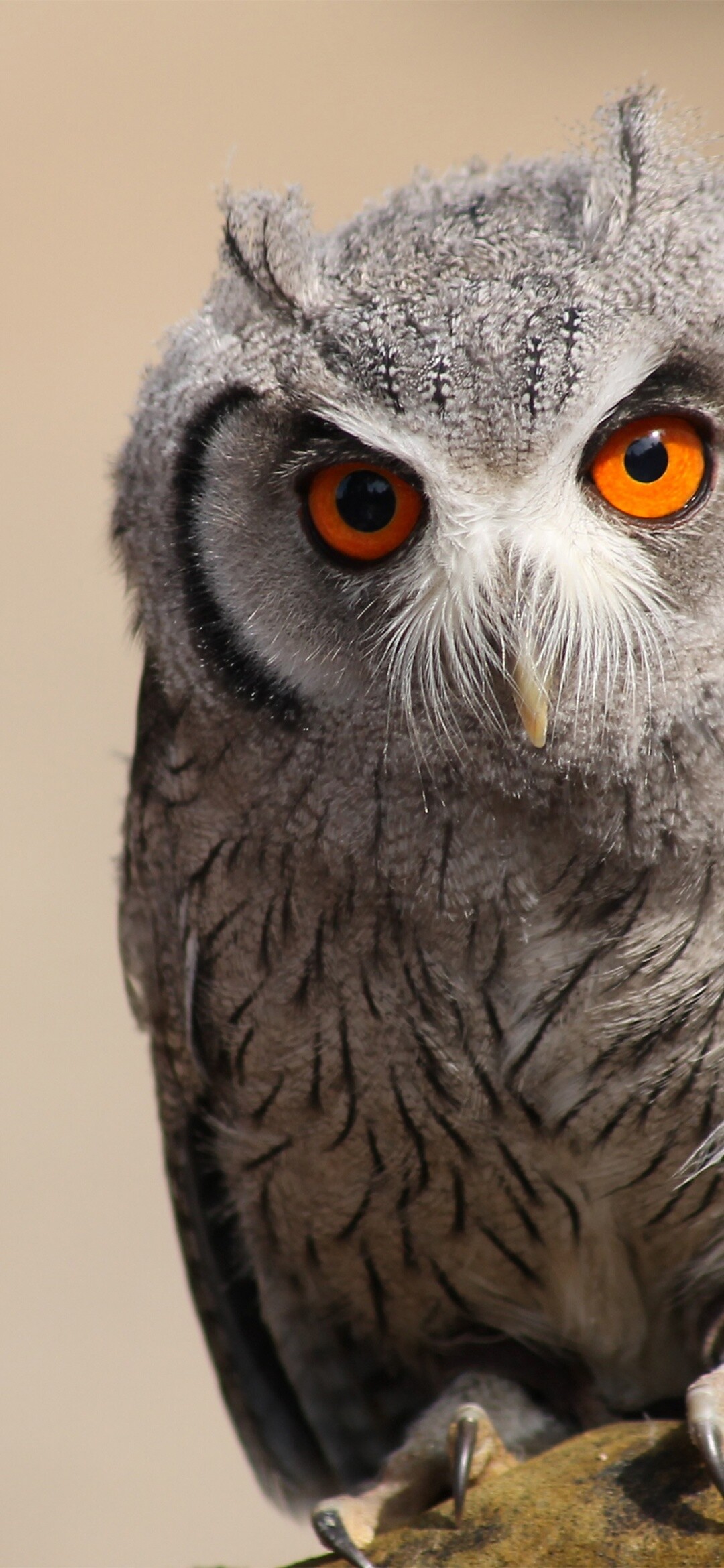 Owl: Most owls are nocturnal, actively hunting their prey in darkness. 1080x2340 HD Background.