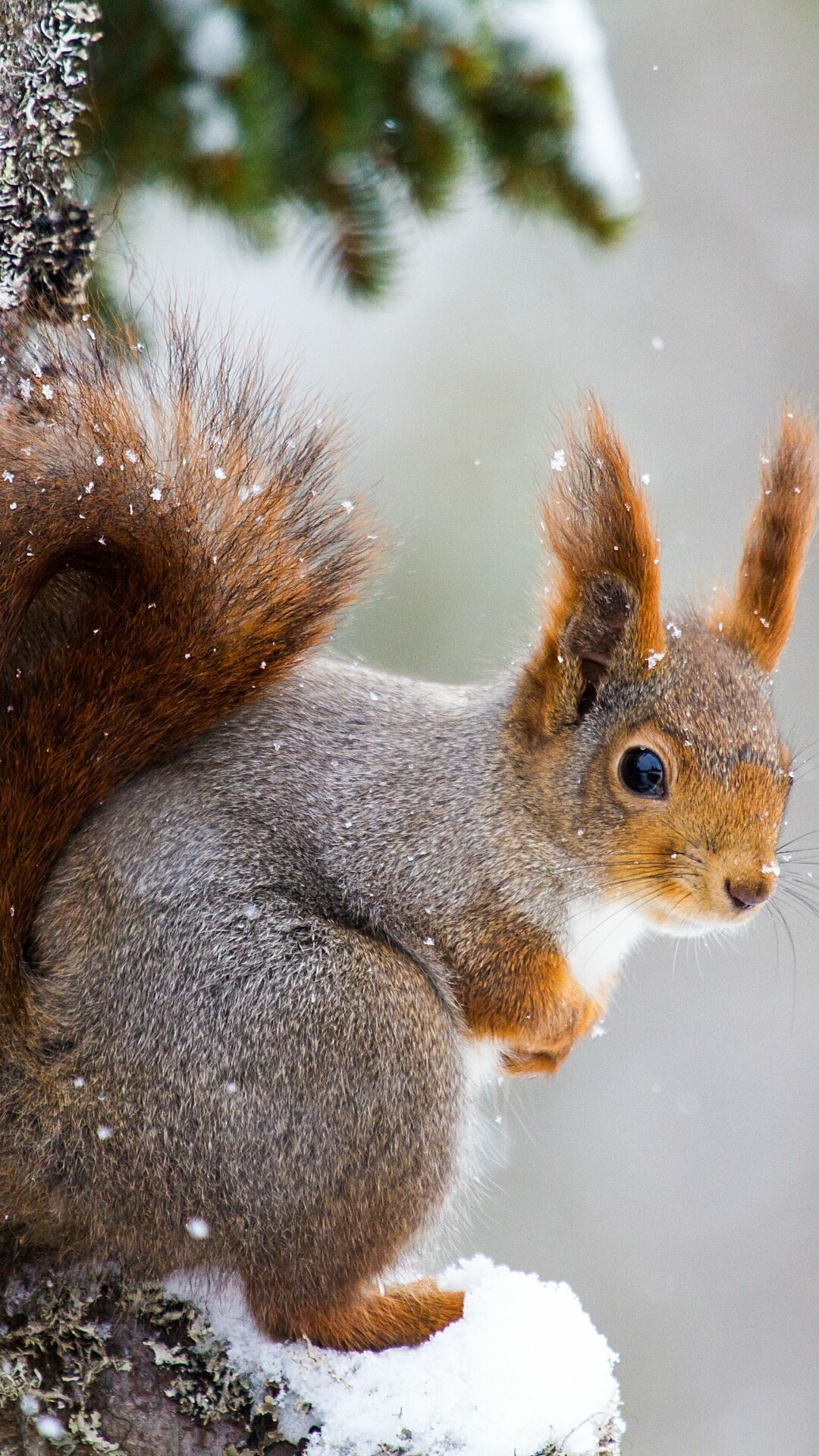 Squirrel: Sciurus vulgaris, Sheds its coat twice a year. 1080x1920 Full HD Background.