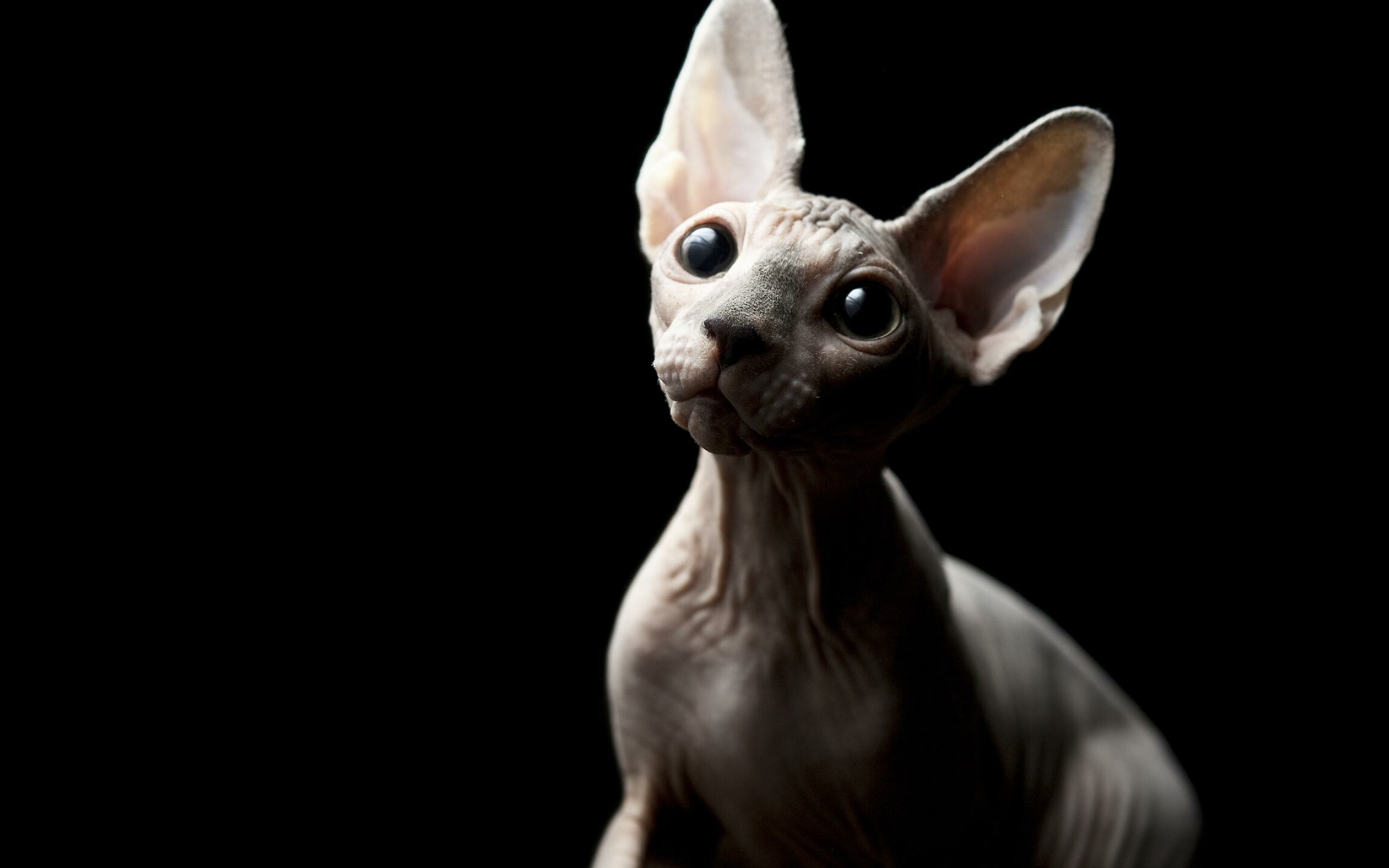 Sphynx: Very large ears with hair on the inside, but soft down on the outside base, Felidae. 2560x1600 HD Background.