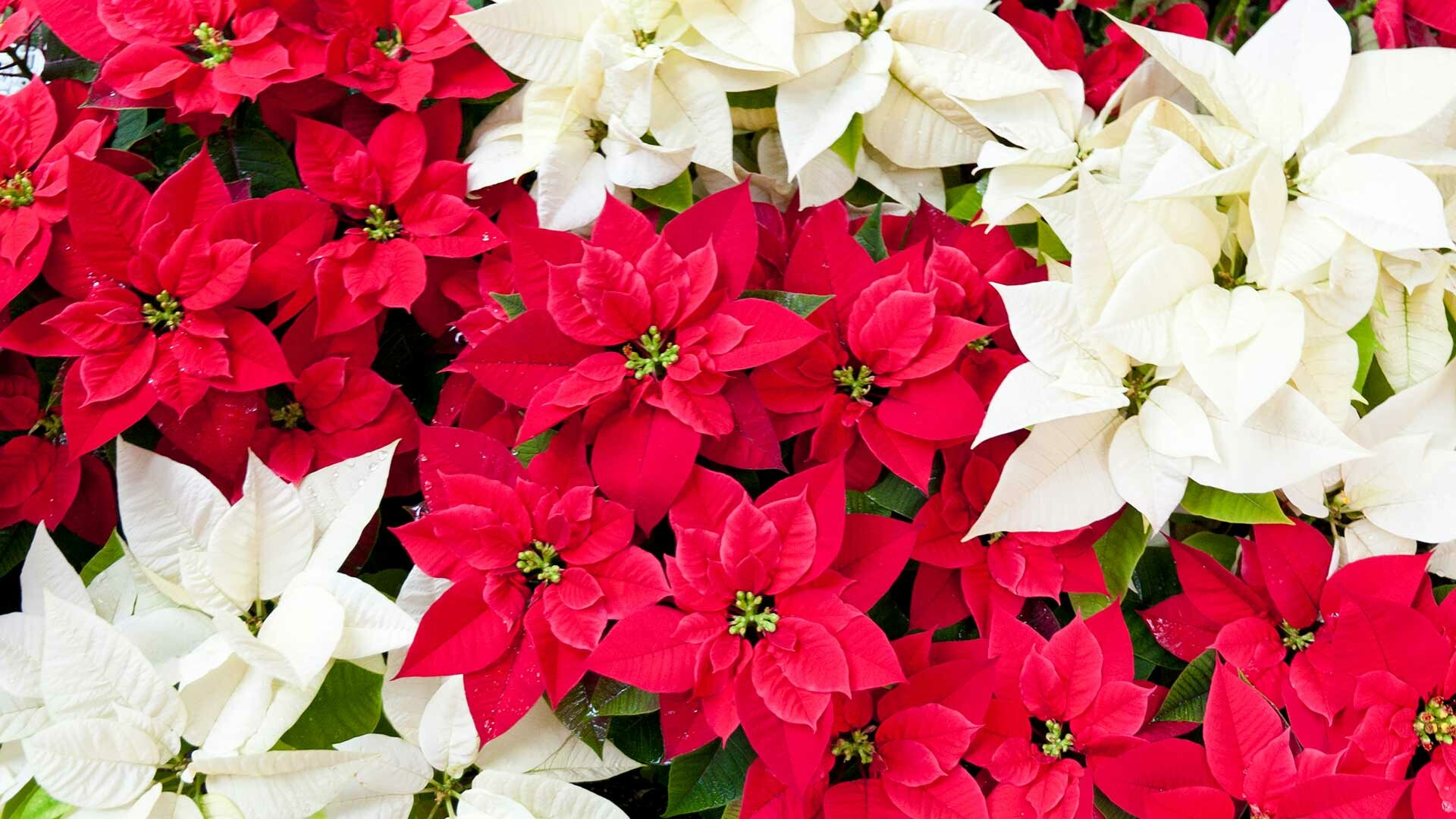 Poinsettia: The beauty of poinsettias can persist from Thanksgiving through Christmas, and sometimes even to Valentine's Day. 1920x1080 Full HD Wallpaper.