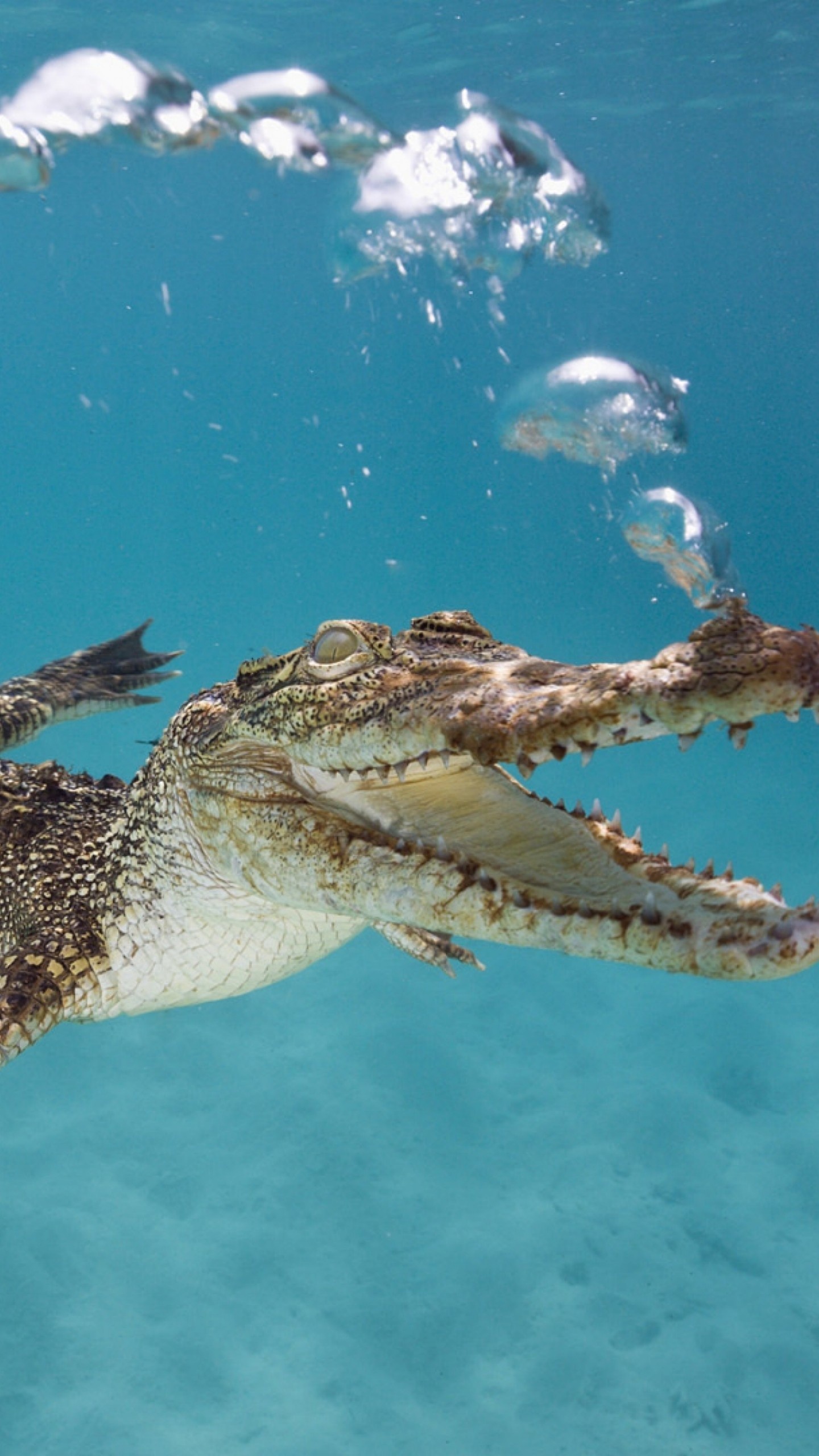 Crocodile: A crocodilian native to saltwater habitats, brackish wetlands and freshwater rivers on India's east coast. 1440x2560 HD Background.