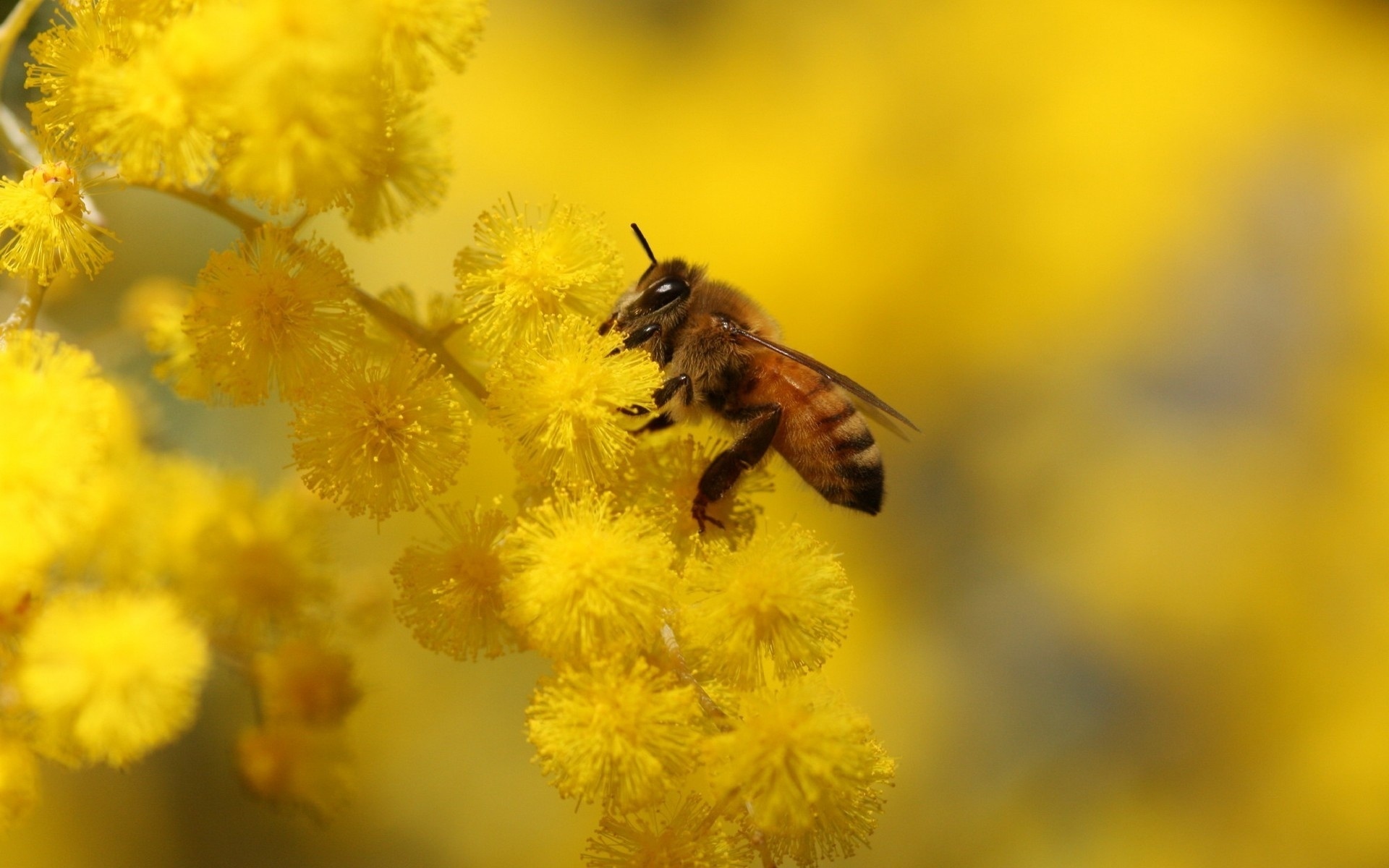 Bee: Apis nigrocincta, A species that inhabits the Philippine island of Mindanao. 1920x1200 HD Background.