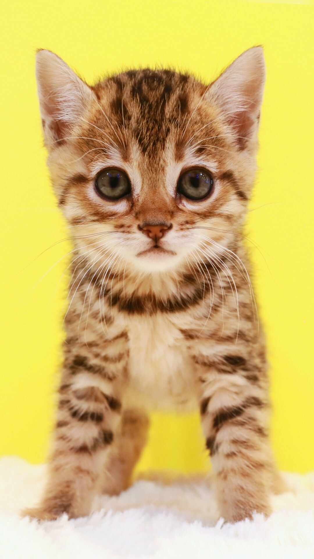 Kitten: Baby cat, A carnivorous mammal, Felis catus. 1080x1920 Full HD Background.