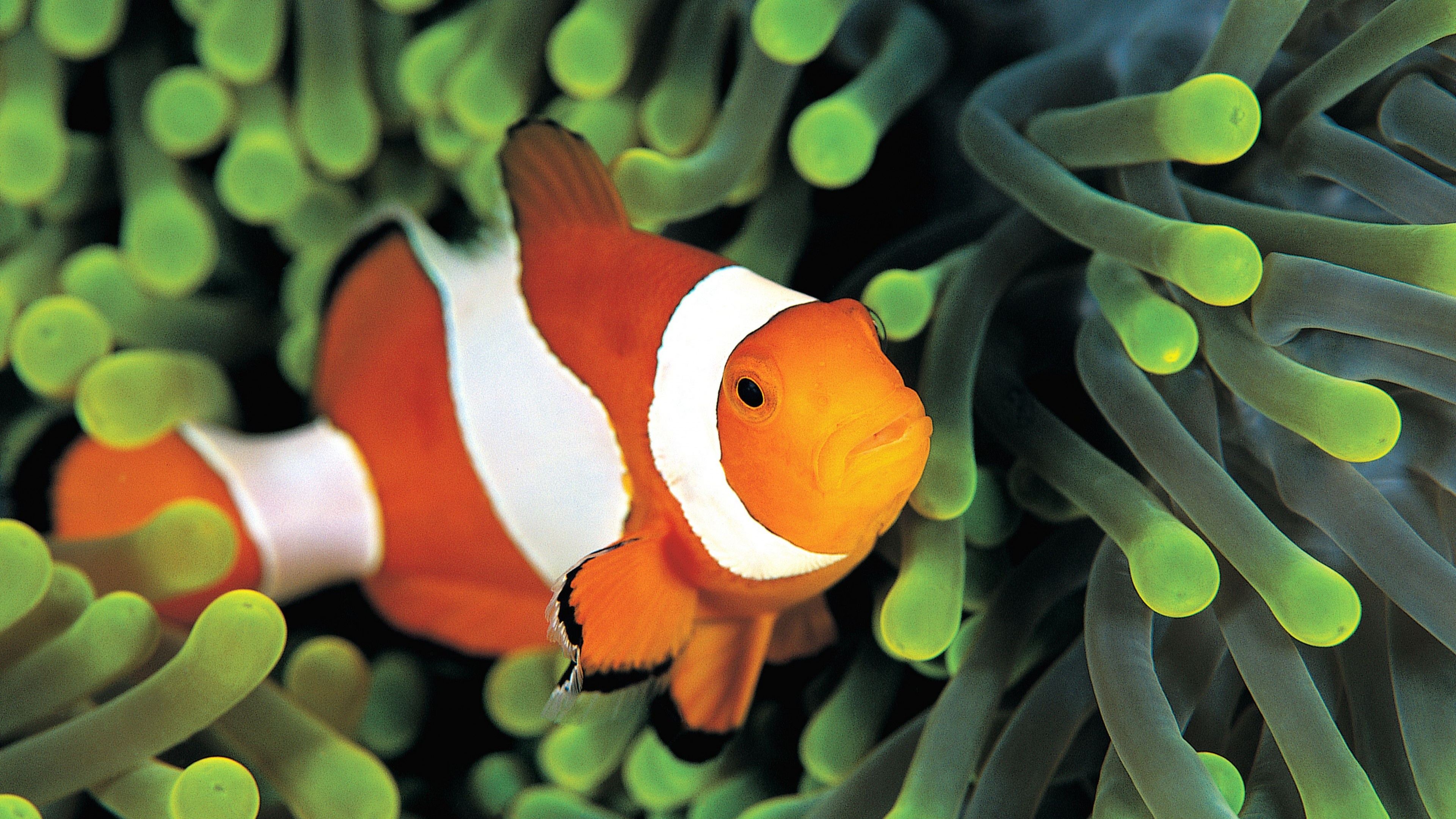 Clown Fish: The family Pomacentridae, Underwater, Aquarium. 3840x2160 4K Background.
