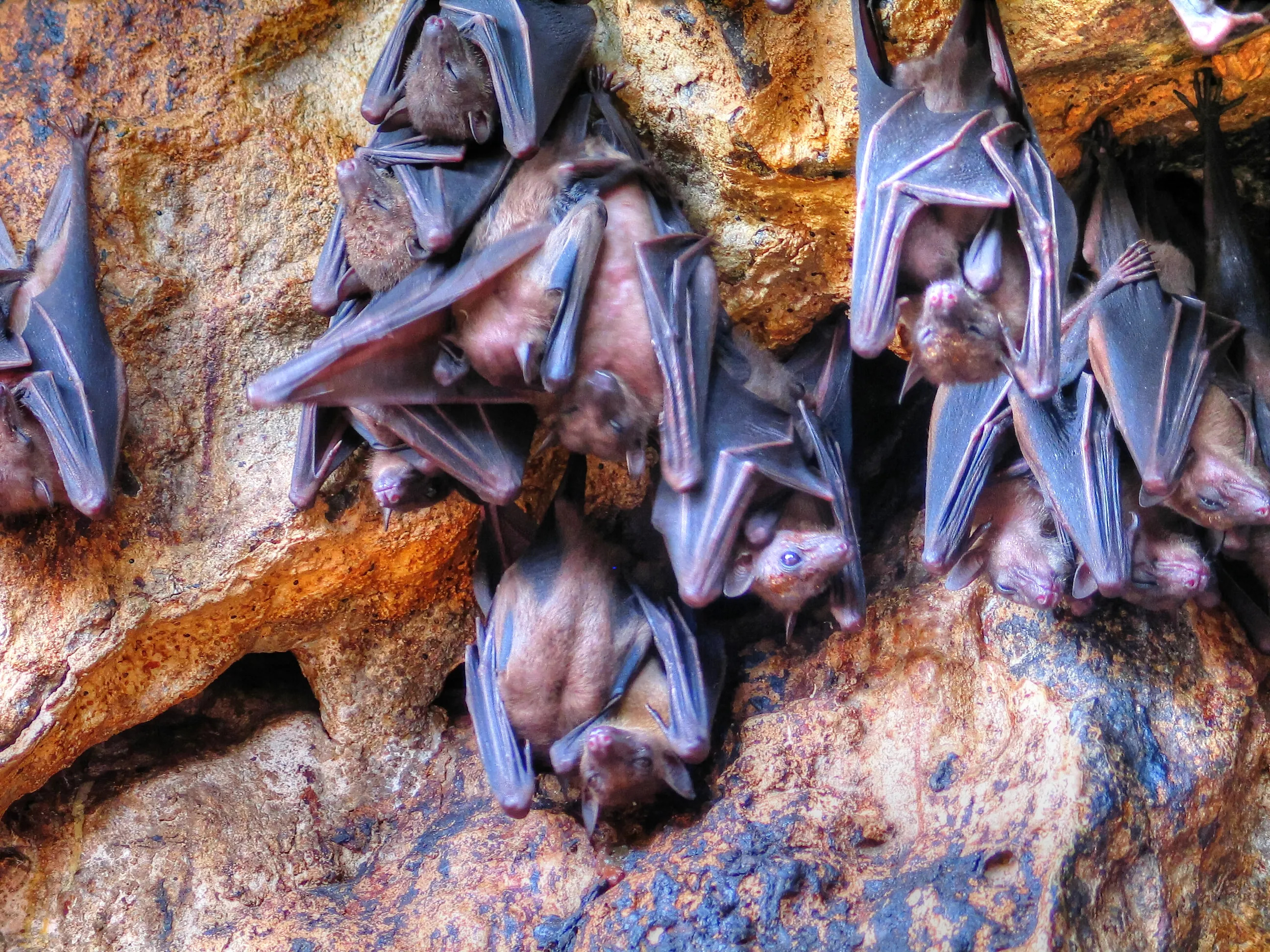 Bat appreciation day, Fun facts, Fascinating photos, Animal trivia, 2600x1950 HD Desktop