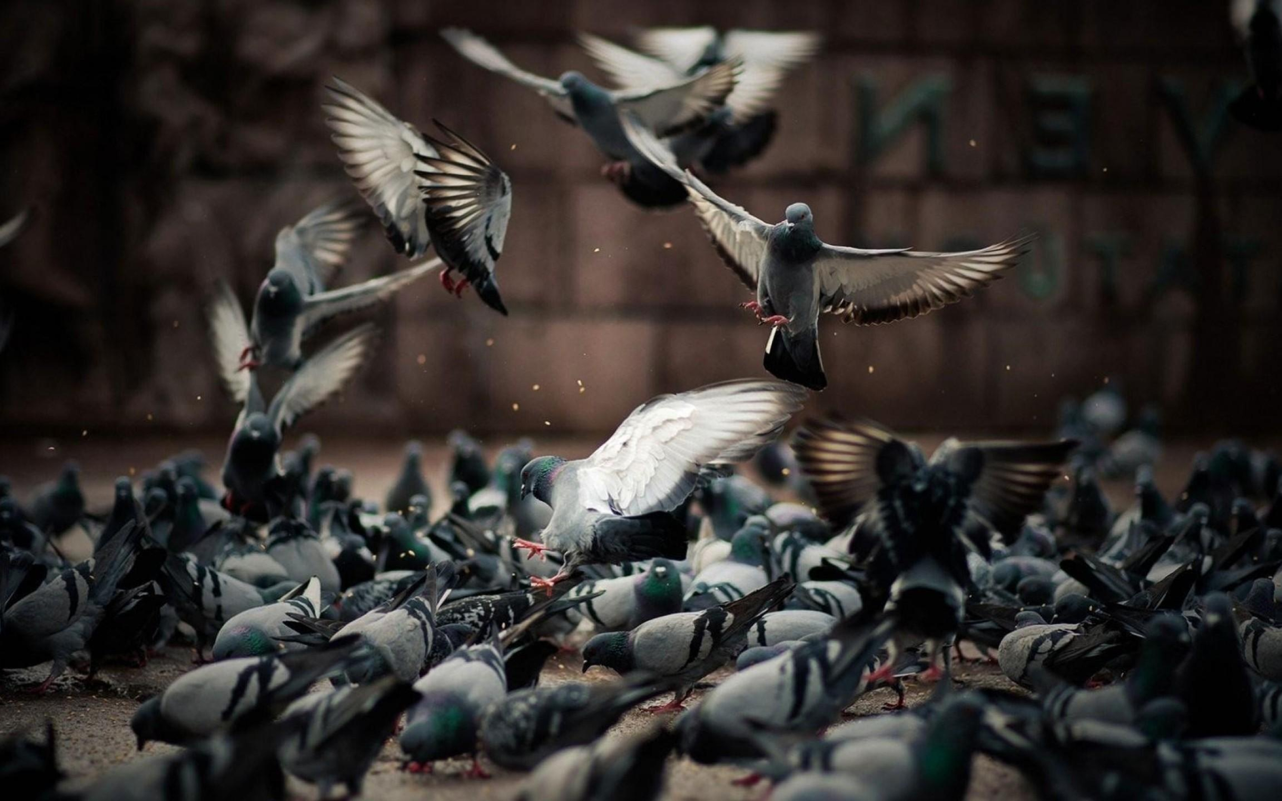 Pigeon: Doves have been used throughout history as messengers. 2560x1600 HD Background.