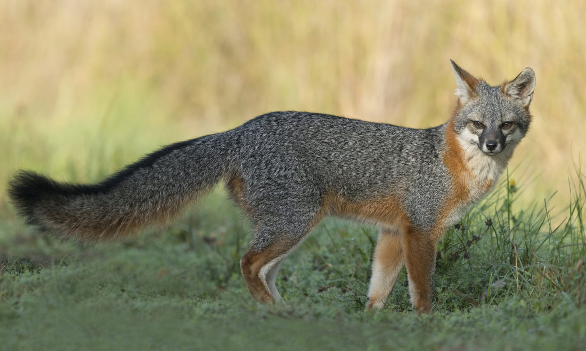 Gray Fox: A distinct black stripe on the top and a tip of black, The tail about one-third of the body length. 2000x1200 HD Wallpaper.