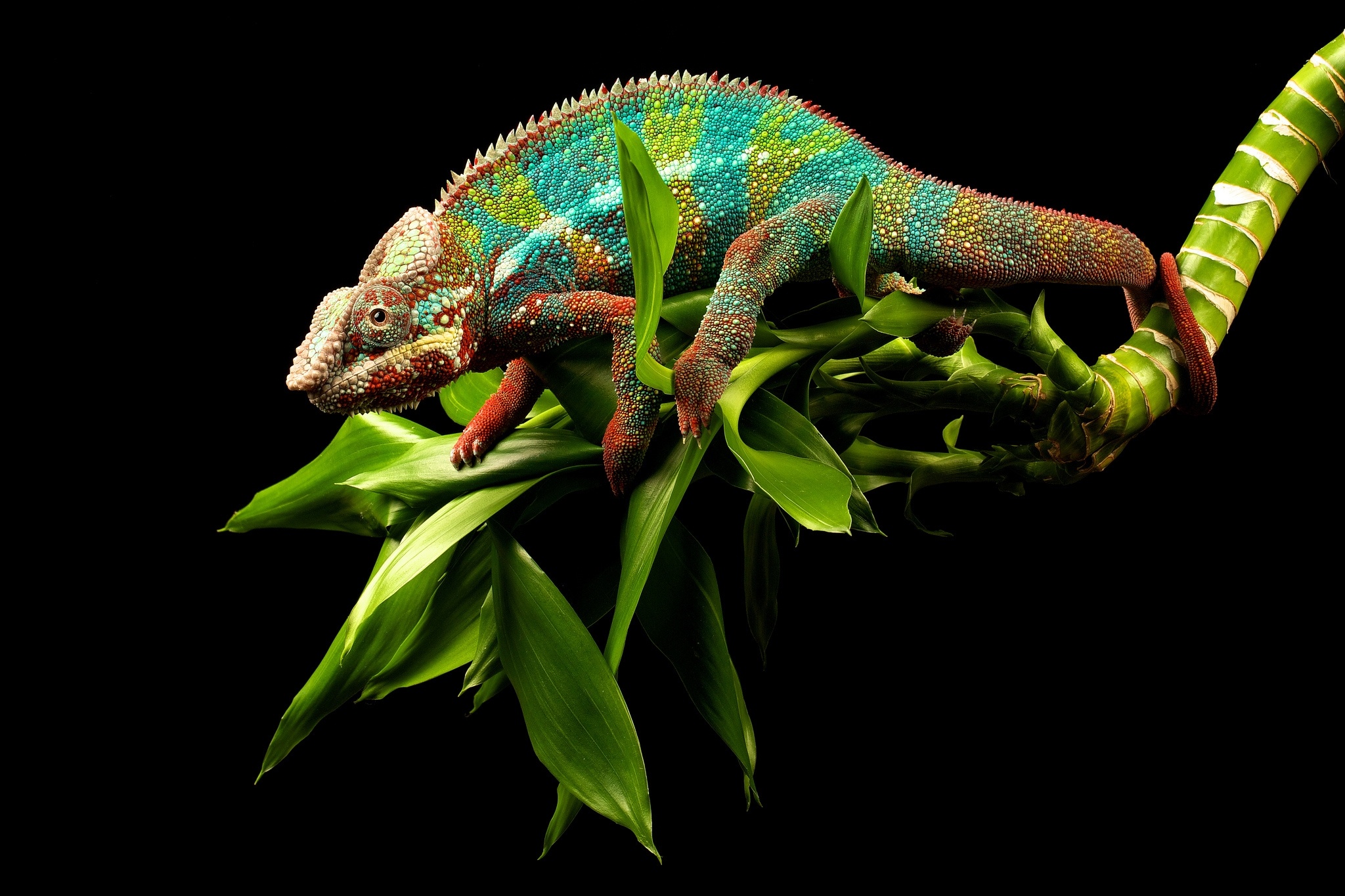 Colorful chameleon lizard backgrounds, 2050x1370 HD Desktop