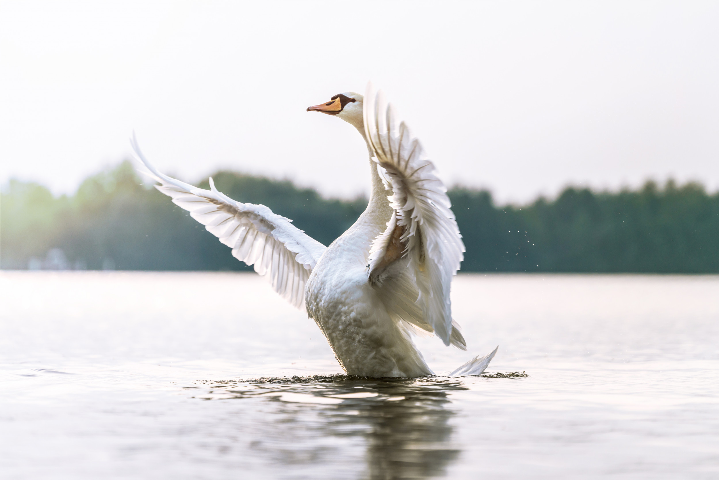 Swan, Animals, Rescuing stranded swan, 2500x1670 HD Desktop