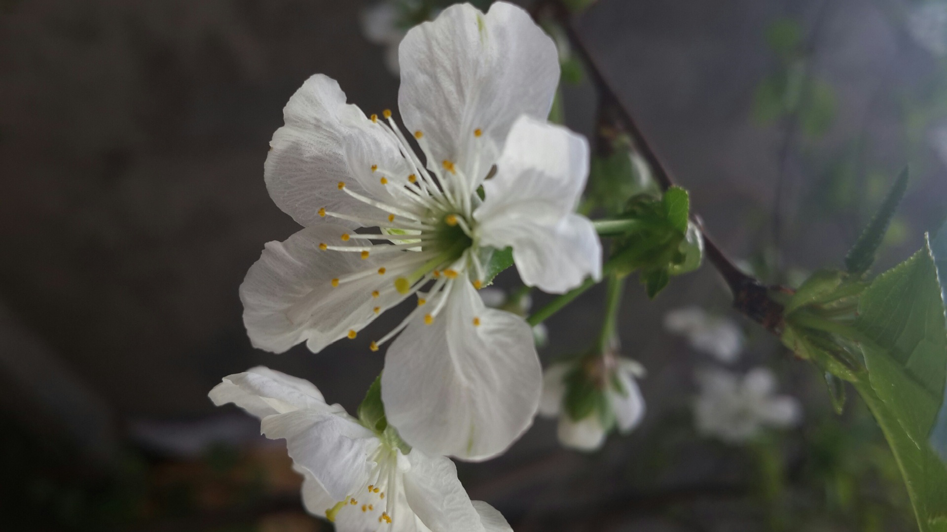 Cherry Tree, Cherry blossoms ultra, Free photo wallpaper, Nature, 1920x1080 Full HD Desktop