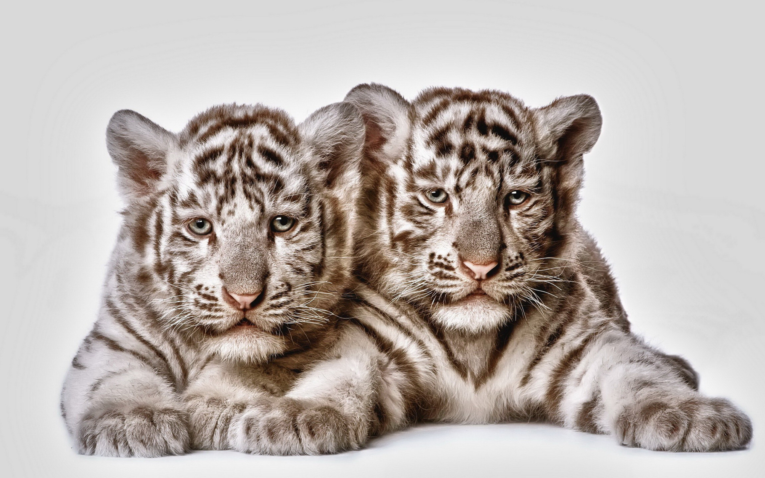 Tiger Cub: The baby of one of only a few striped cat species. 2560x1600 HD Wallpaper.