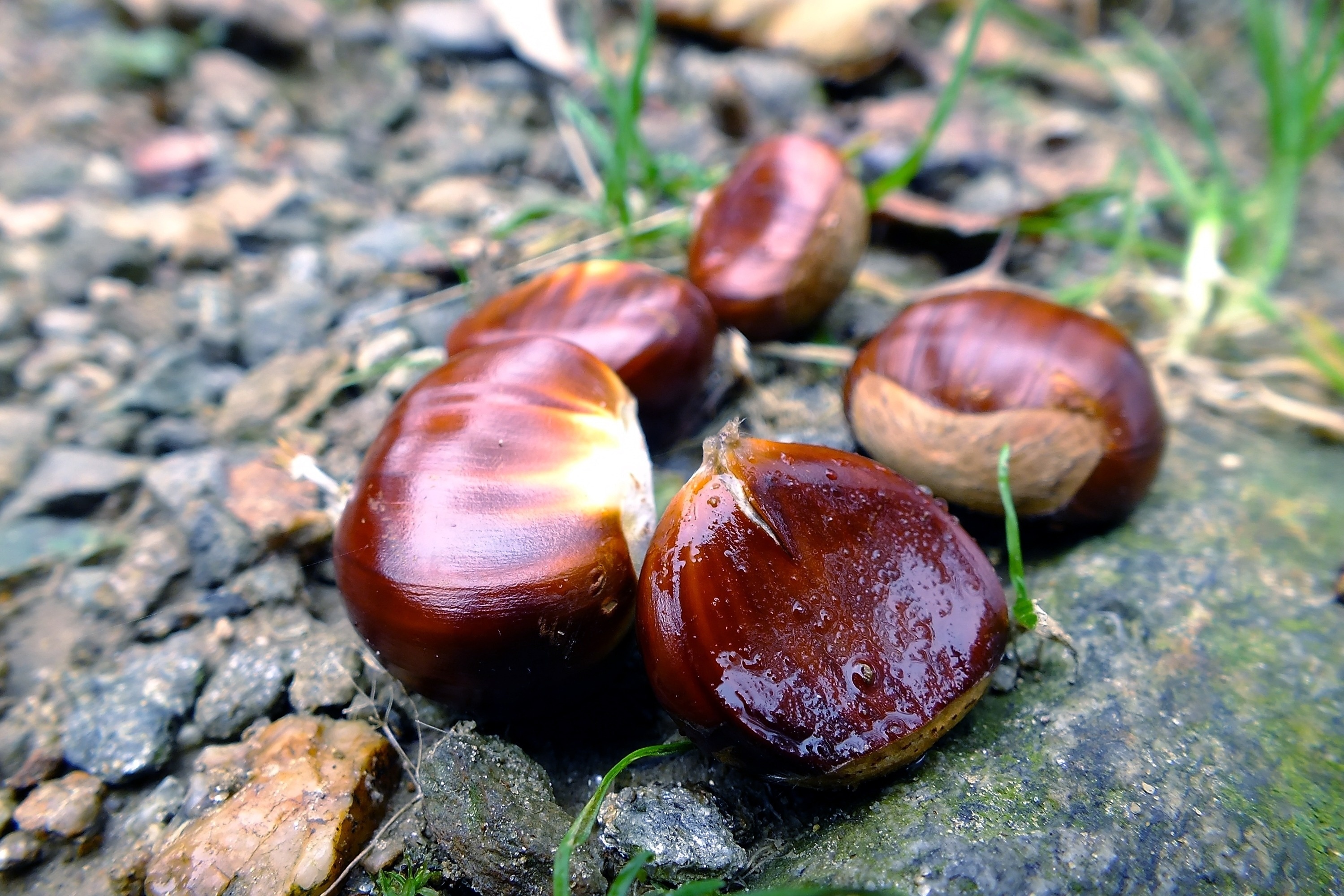Chestnut on the ground, Natural beauty, Inspiring image, Grounded perspective, 3000x2000 HD Desktop