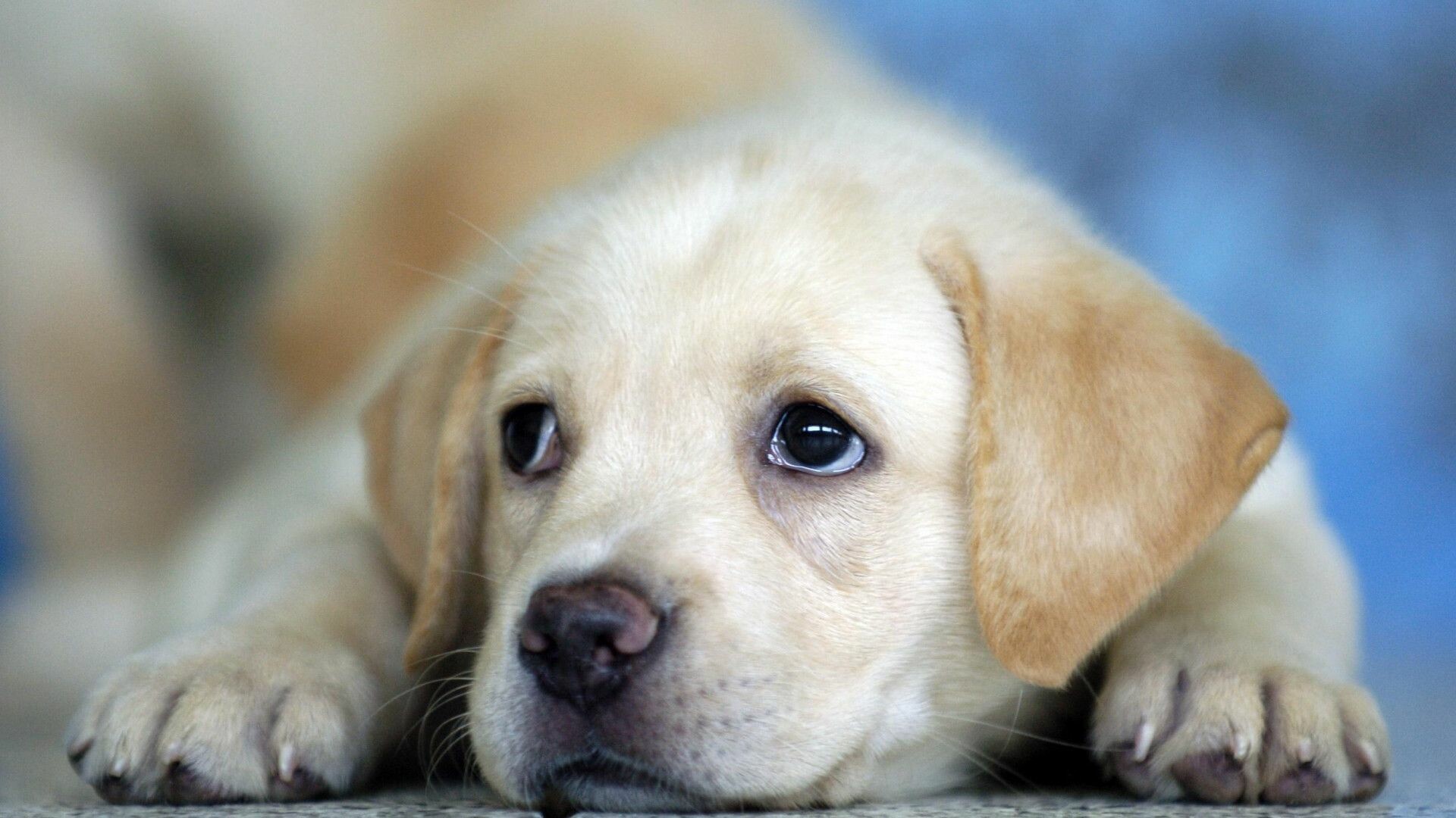 Labrador Retriever: The most popular family dog in America, Puppy. 1920x1080 Full HD Background.