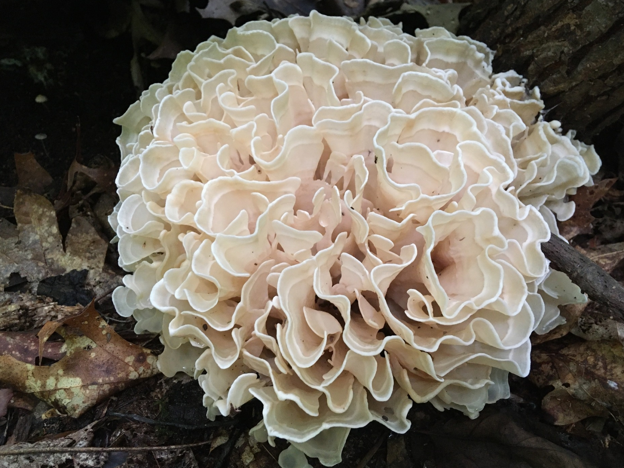 Eastern cauliflower mushroom, Sparassis spathulata, Inaturalist, Food, 2050x1540 HD Desktop