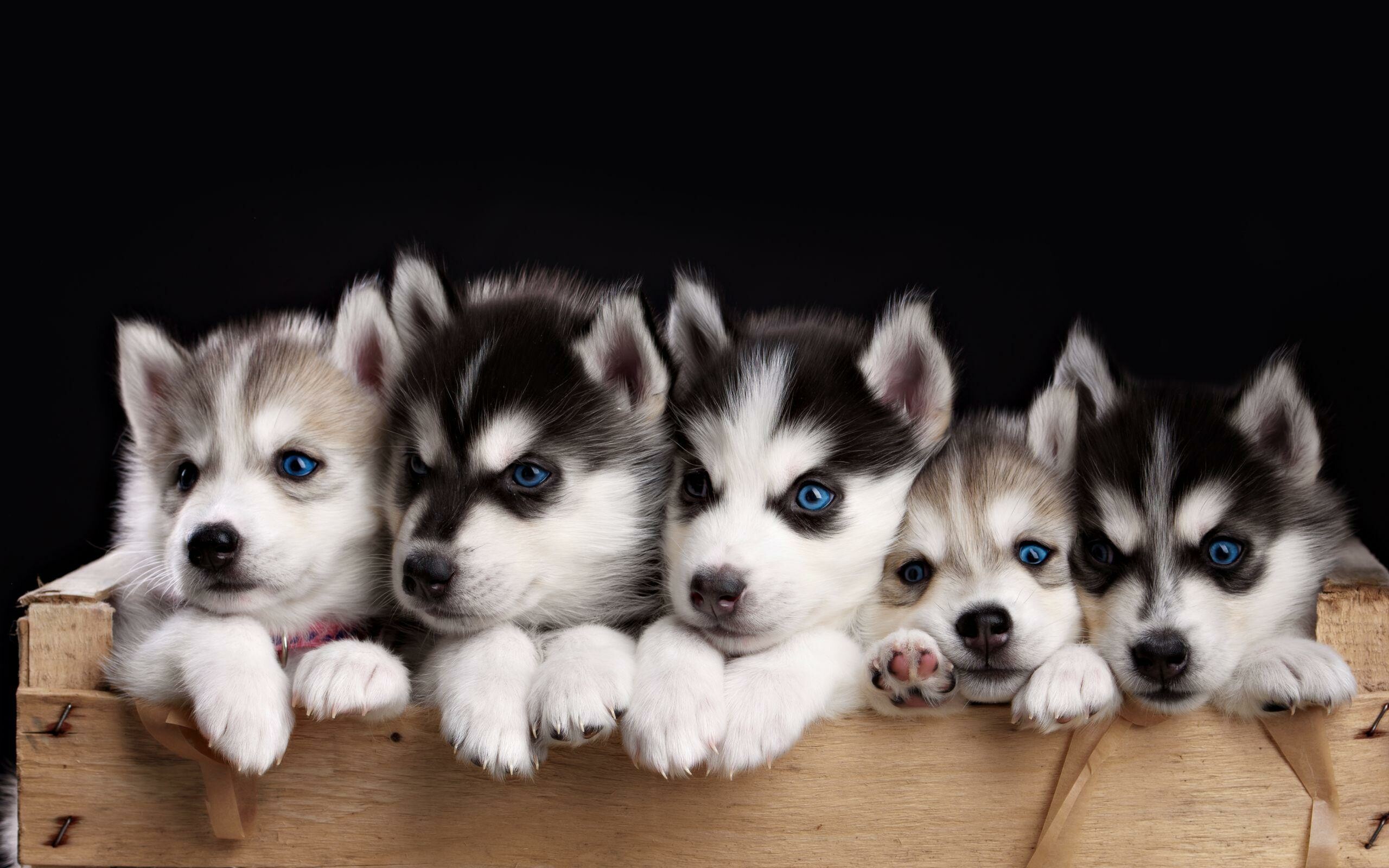 Siberian Husky, Cute little pups, Playful expressions, Furry friends, 2560x1600 HD Desktop