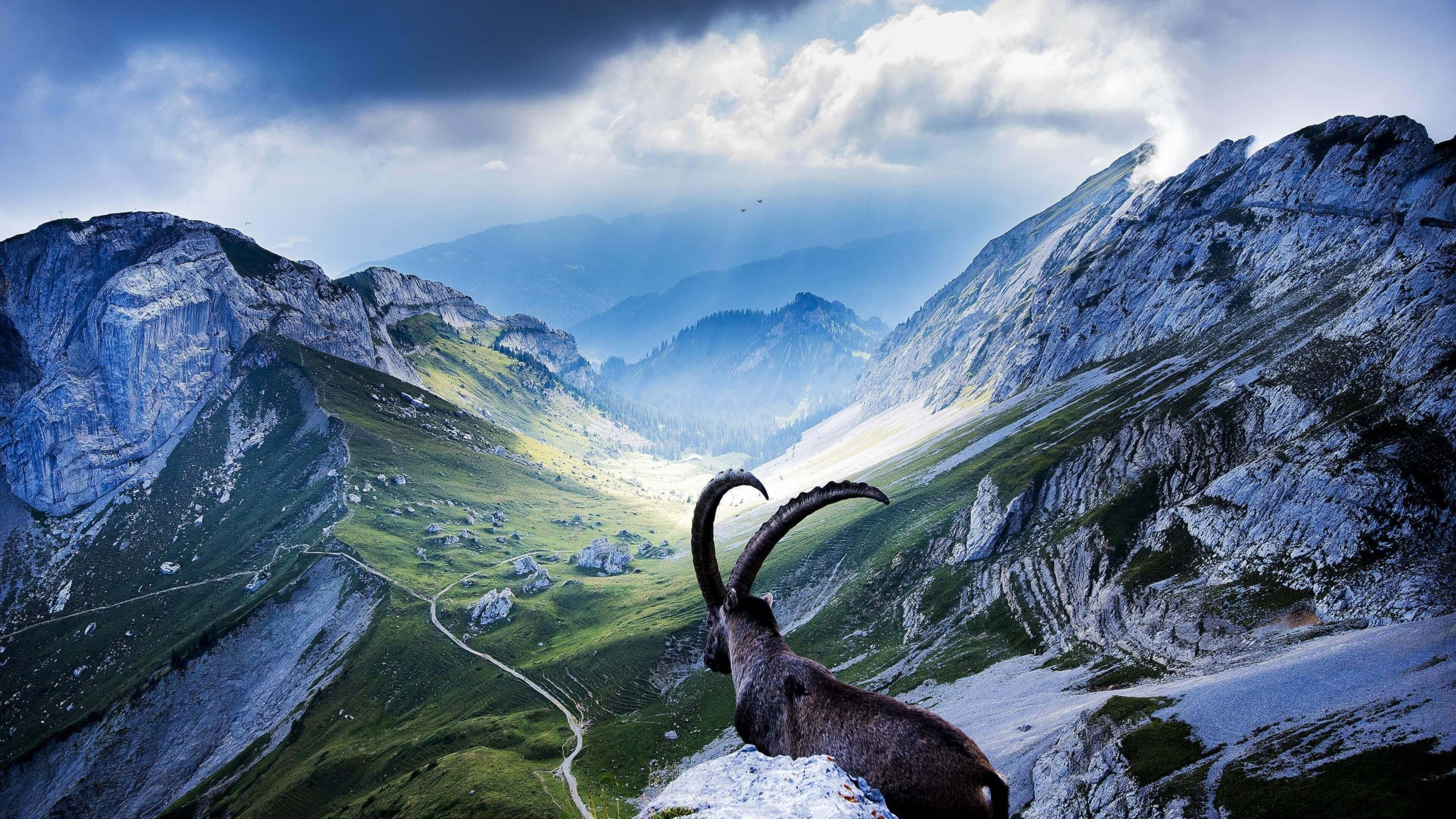 Goat at Pilatus, Swiss beauty, Captivating scene, Breathtaking view, 2560x1440 HD Desktop