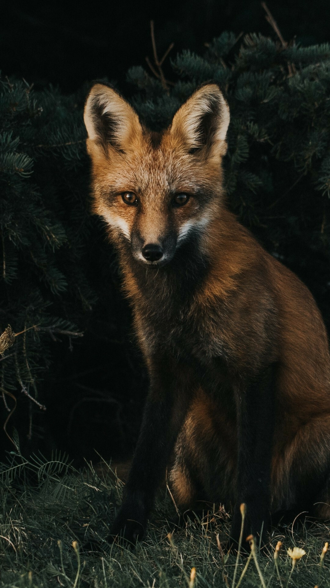 Fox: A small, doglike mammal with an elongated muzzle, moderately long legs, and a long, bushy tail with a white tip. 1080x1920 Full HD Wallpaper.