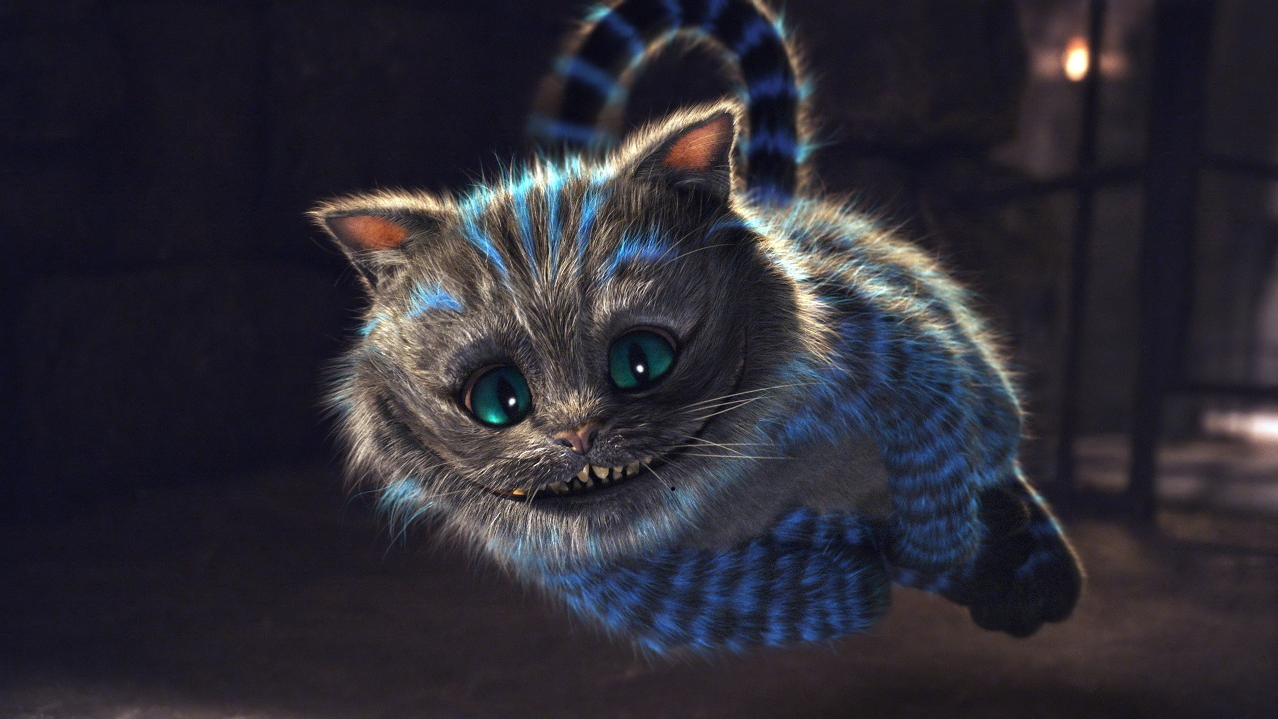 Cheshire Cat: Felis catus, The unique ability to appear and disappear. 2560x1440 HD Wallpaper.