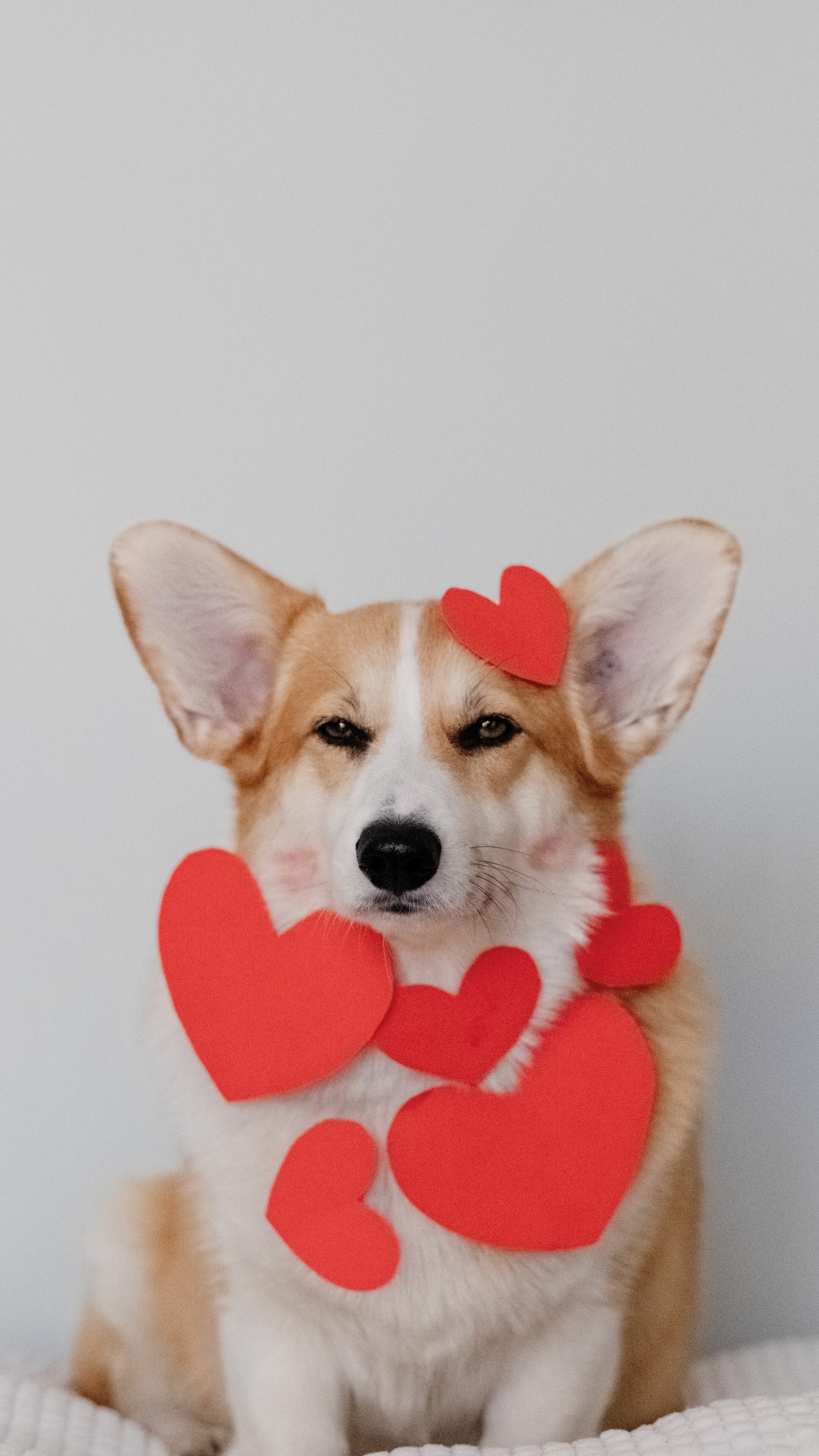 Corgi: According to the breed standards, overall the Cardigan is larger than Pembroke. 2160x3840 4K Background.