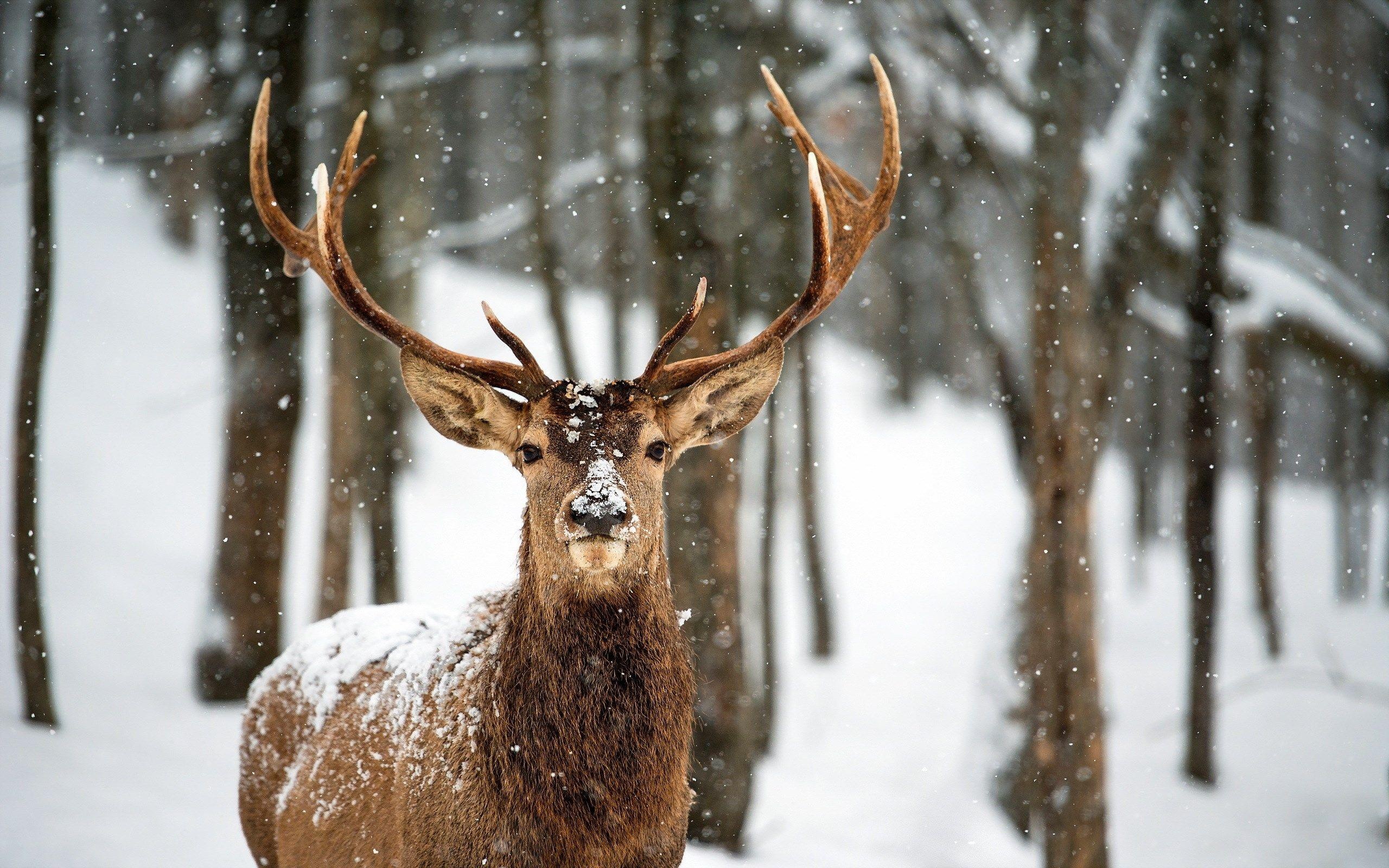 Snowy landscape, Serene deer, Winter wonderland, Nature's marvel, 2560x1600 HD Desktop