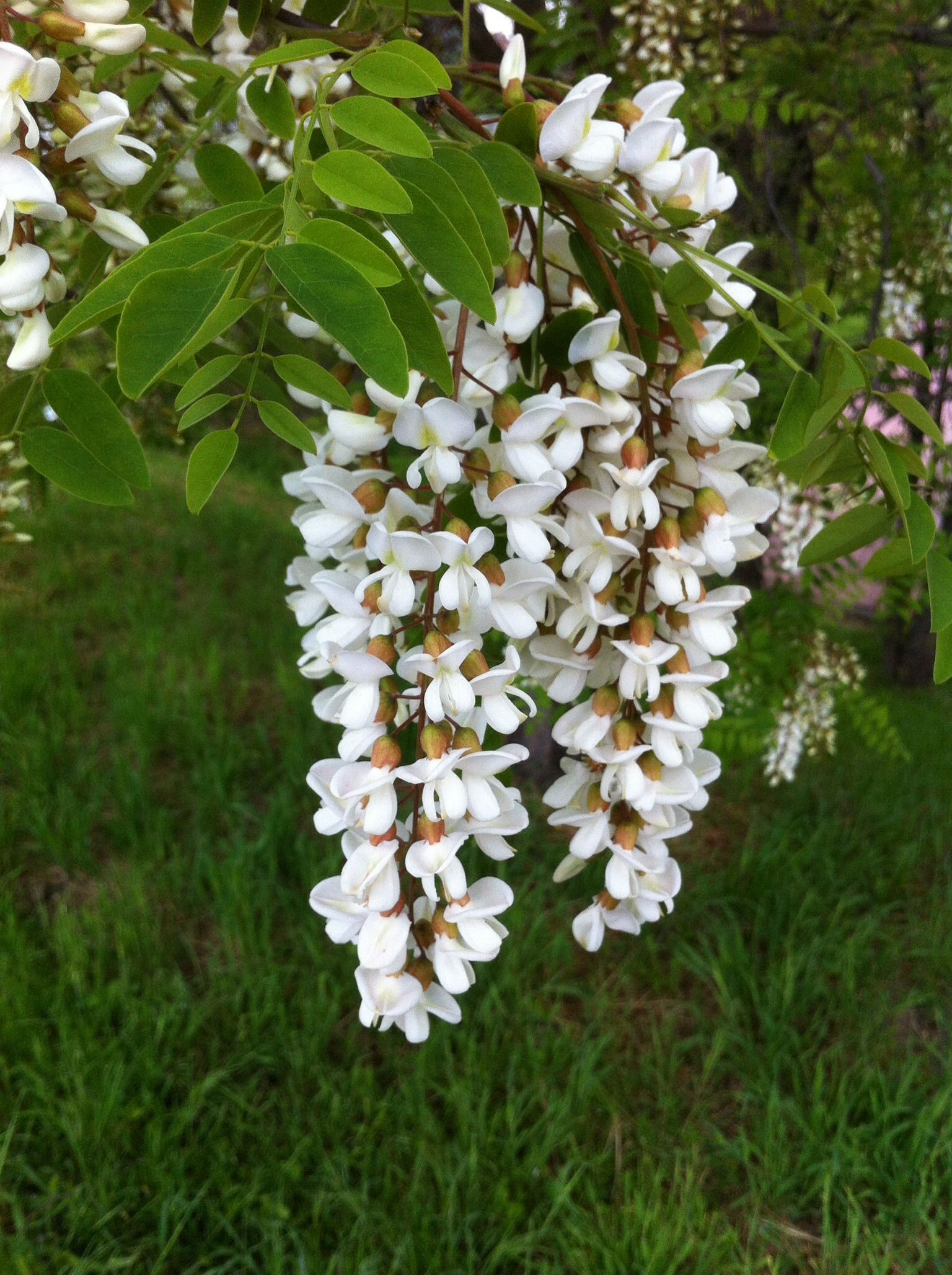 Acacia robinia pseudoacacia, Garden beauty, Floral delight, Nature's harmony, 1540x2060 HD Phone