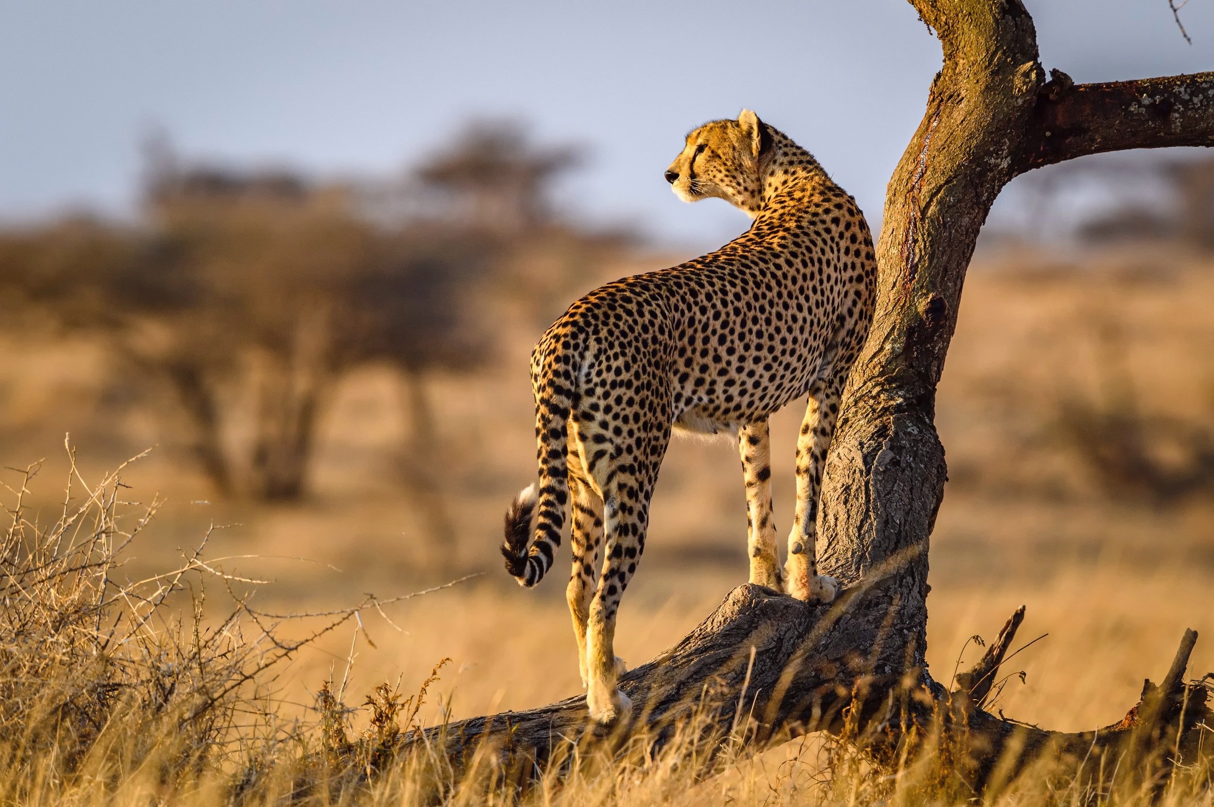 Cheetah research project, Conservation efforts, Wildlife publication, Important news, 2500x1670 HD Desktop