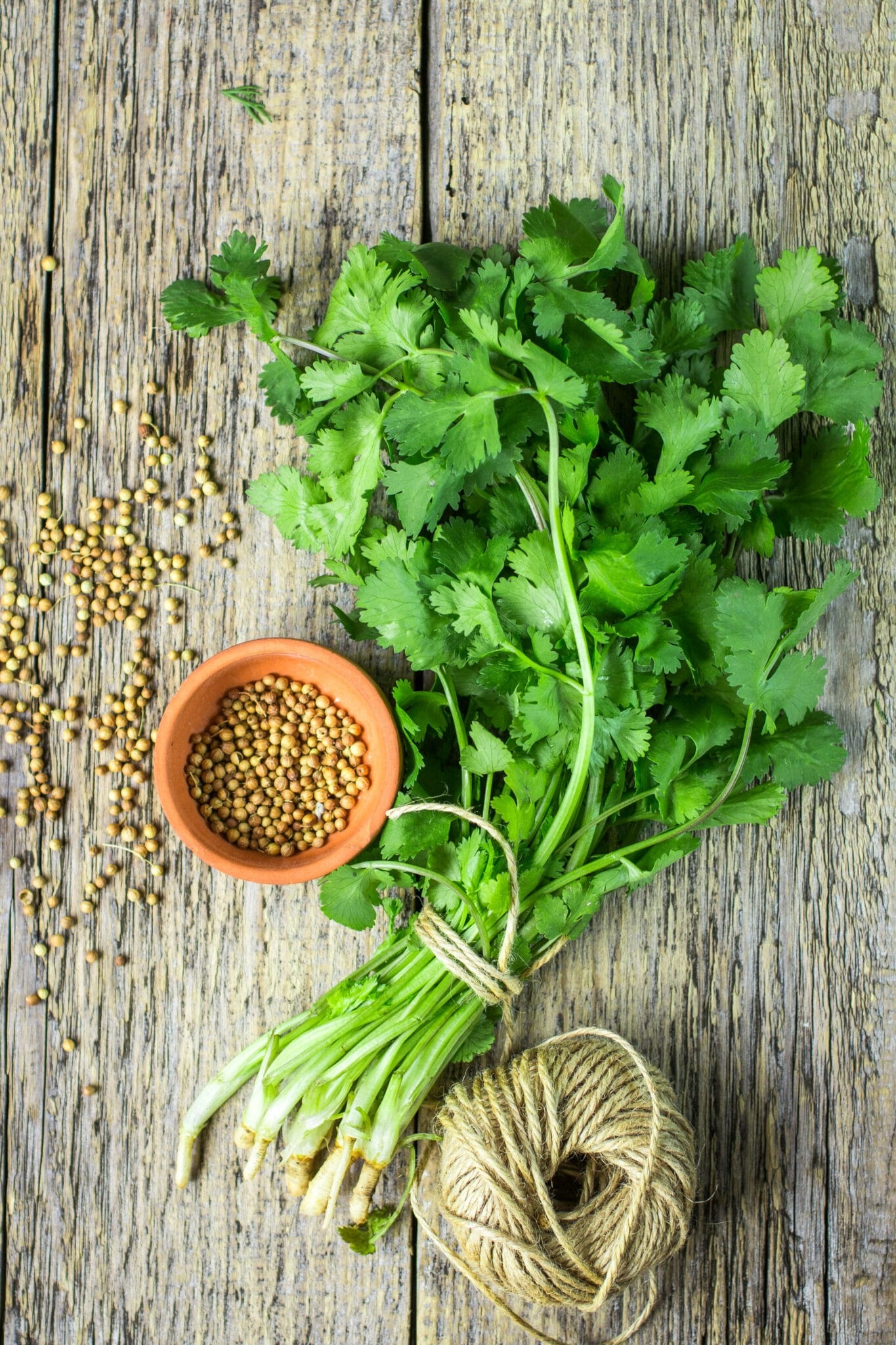 Various cilantro types, Herb guide, Fresh herbs, Culinary ingredient, 1370x2050 HD Phone