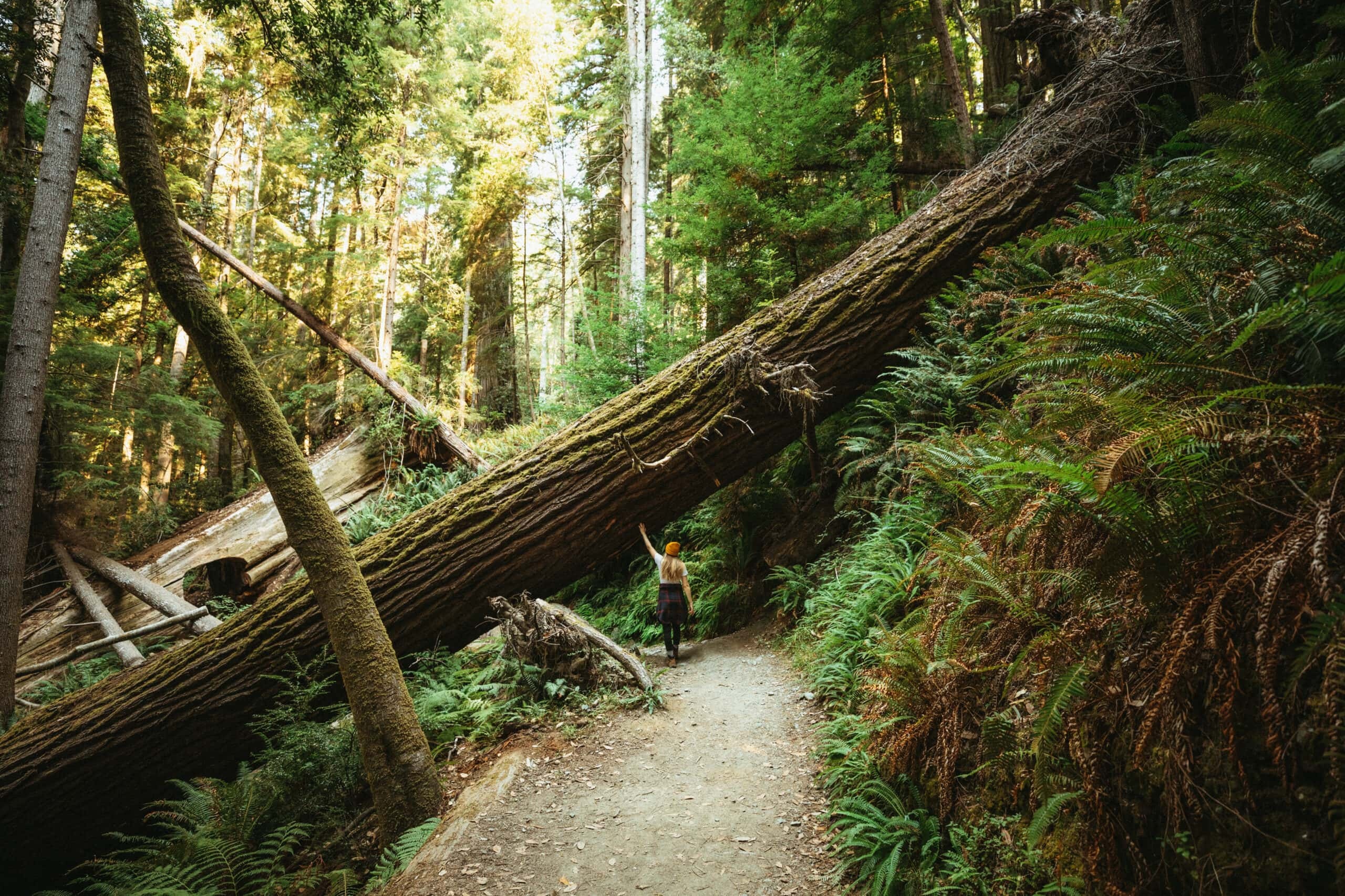 Redwood National Park, Awe-inspiring experiences, Unforgettable memories, Nature's marvels, 2560x1710 HD Desktop
