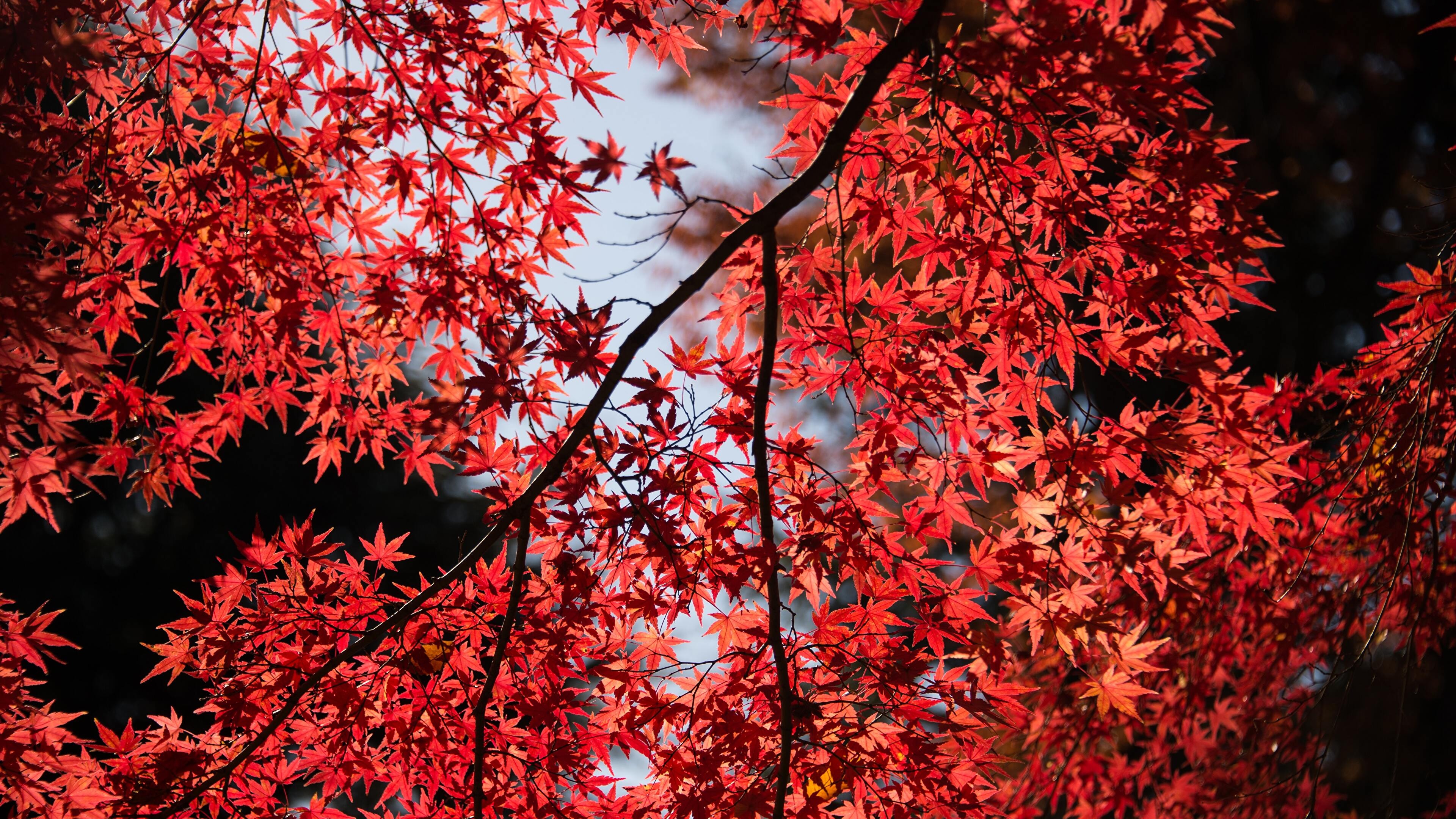 Багряный сентябрь. Японский остролистный клен. Клен остролистный с красными листьями. Клен канадский красный.
