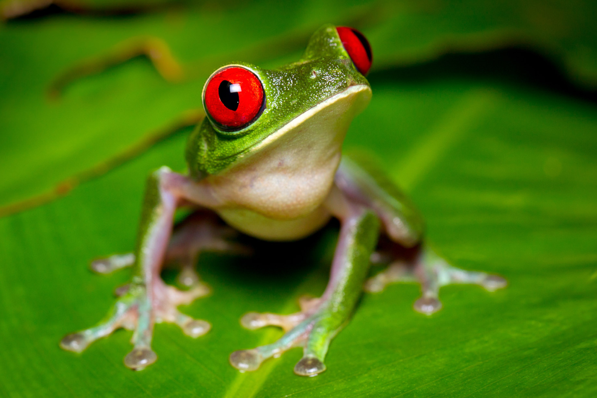 Stunning red-eyed frogs, Striking images, Nature's marvels, Frog enthusiast, 2050x1370 HD Desktop