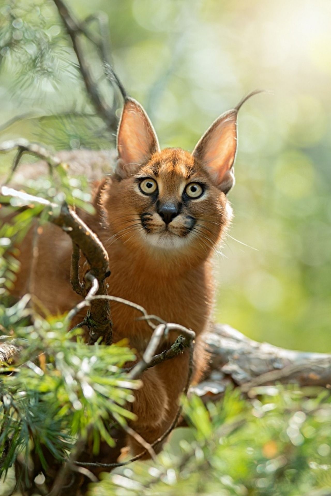 Wild cat habitat, Adorable animals, Cute caracal cub, Natural beauty, 1280x1920 HD Phone