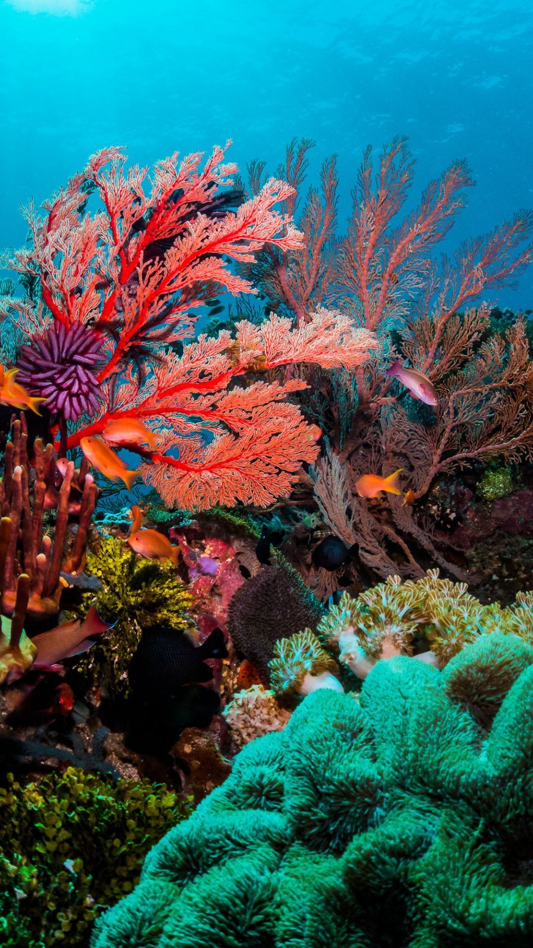 Coral Sea, Colorful coral wallpapers, Coral reef photography, Sea life art, 1080x1920 Full HD Handy