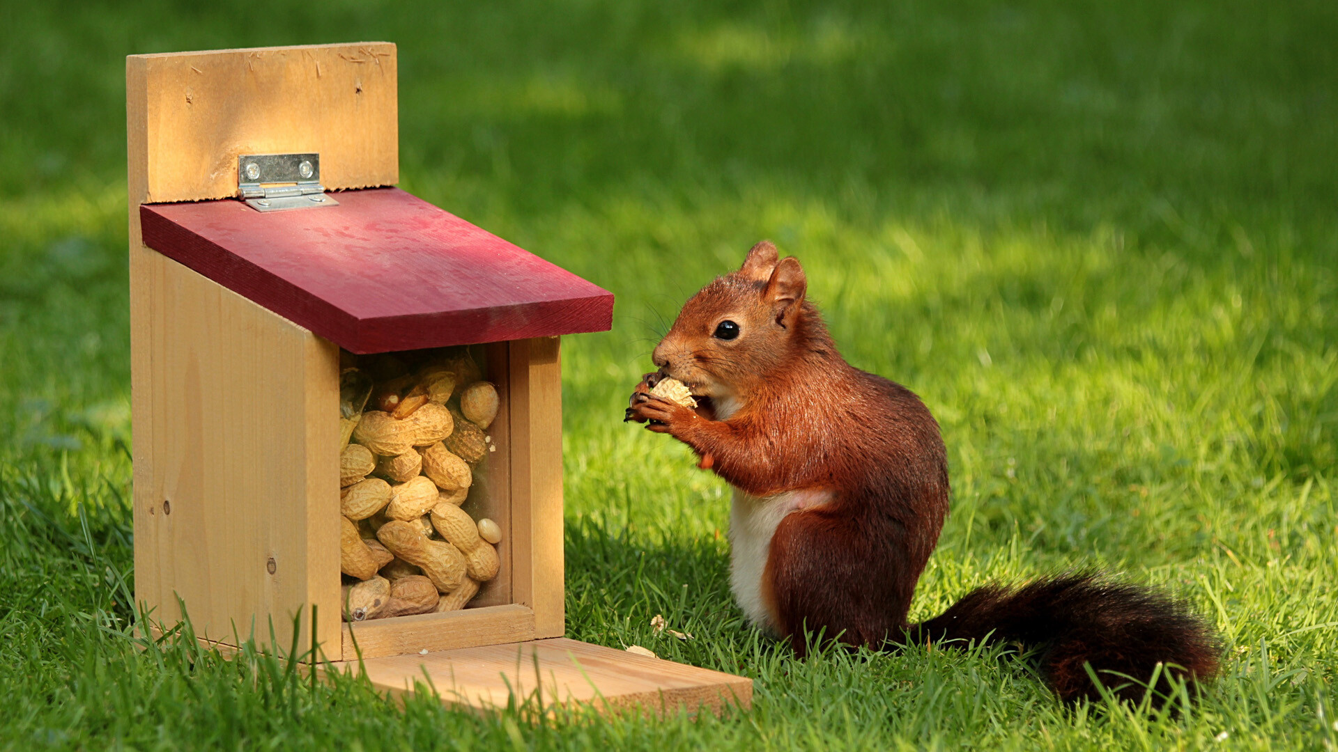 Squirrel: Members of the family Sciuridae, Eat nuts, leaves, roots, seeds, and other plants. 1920x1080 Full HD Background.