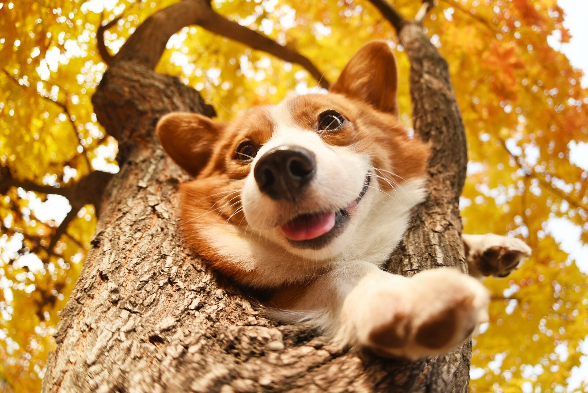 Corgi: Pembrokes are low-set, intelligent, strong, and sturdy. 1920x1290 HD Background.