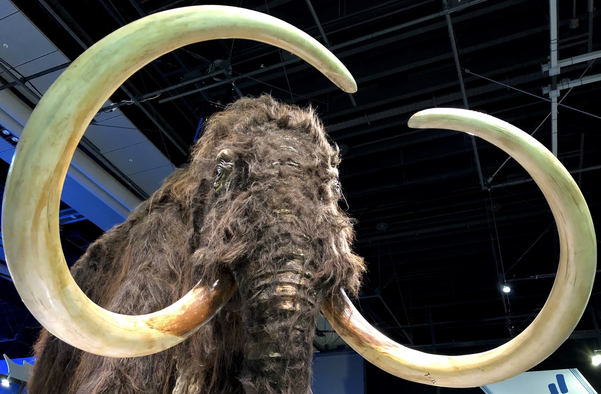 Woolly mammoth's return, See the woolly mammoth, Mammoth's revival, Revived mammoth, 2000x1320 HD Desktop