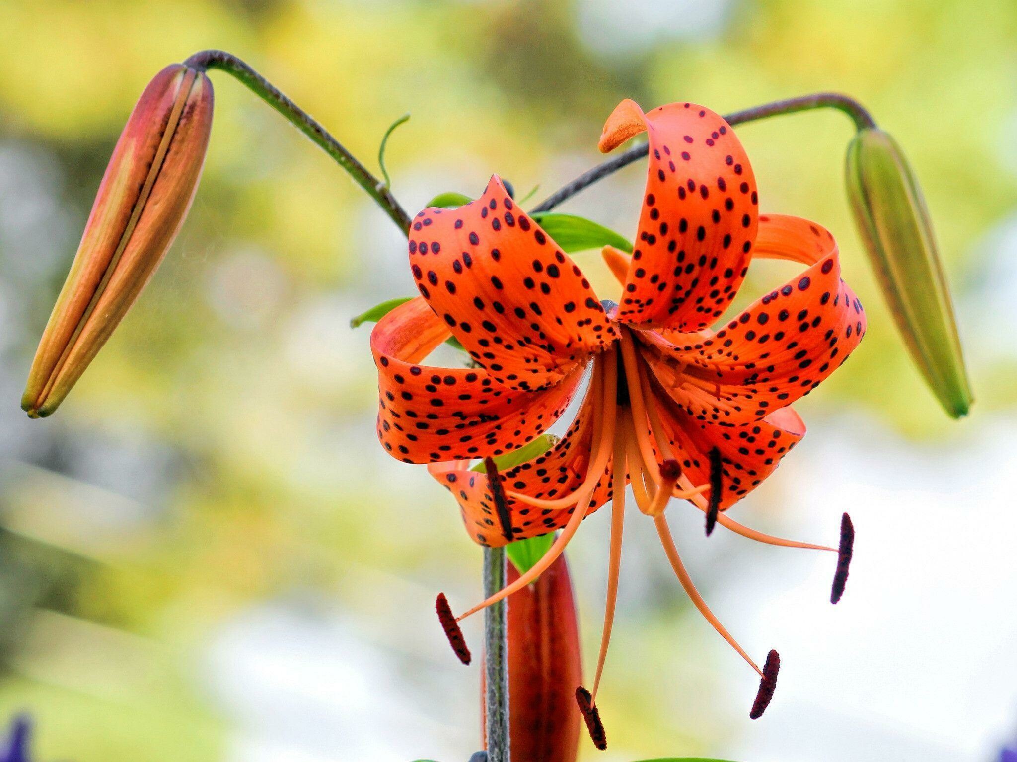 Lily: The tepals are free from each other, and bear a nectary at the base of each flower. 2050x1540 HD Wallpaper.