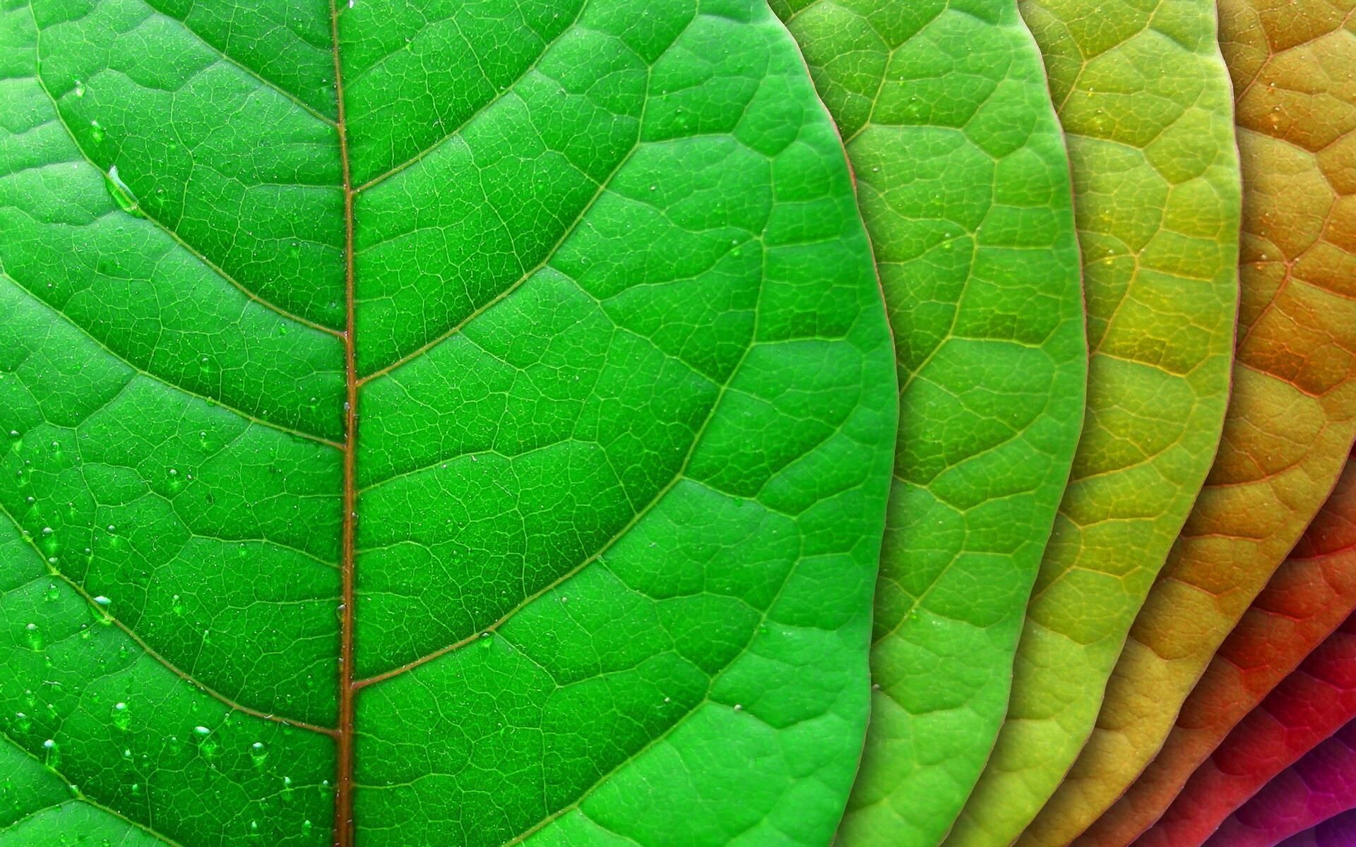 Go Green: Plants stop making chlorophyll, Autumn color, A fascinating phenomenon. 1920x1200 HD Wallpaper.
