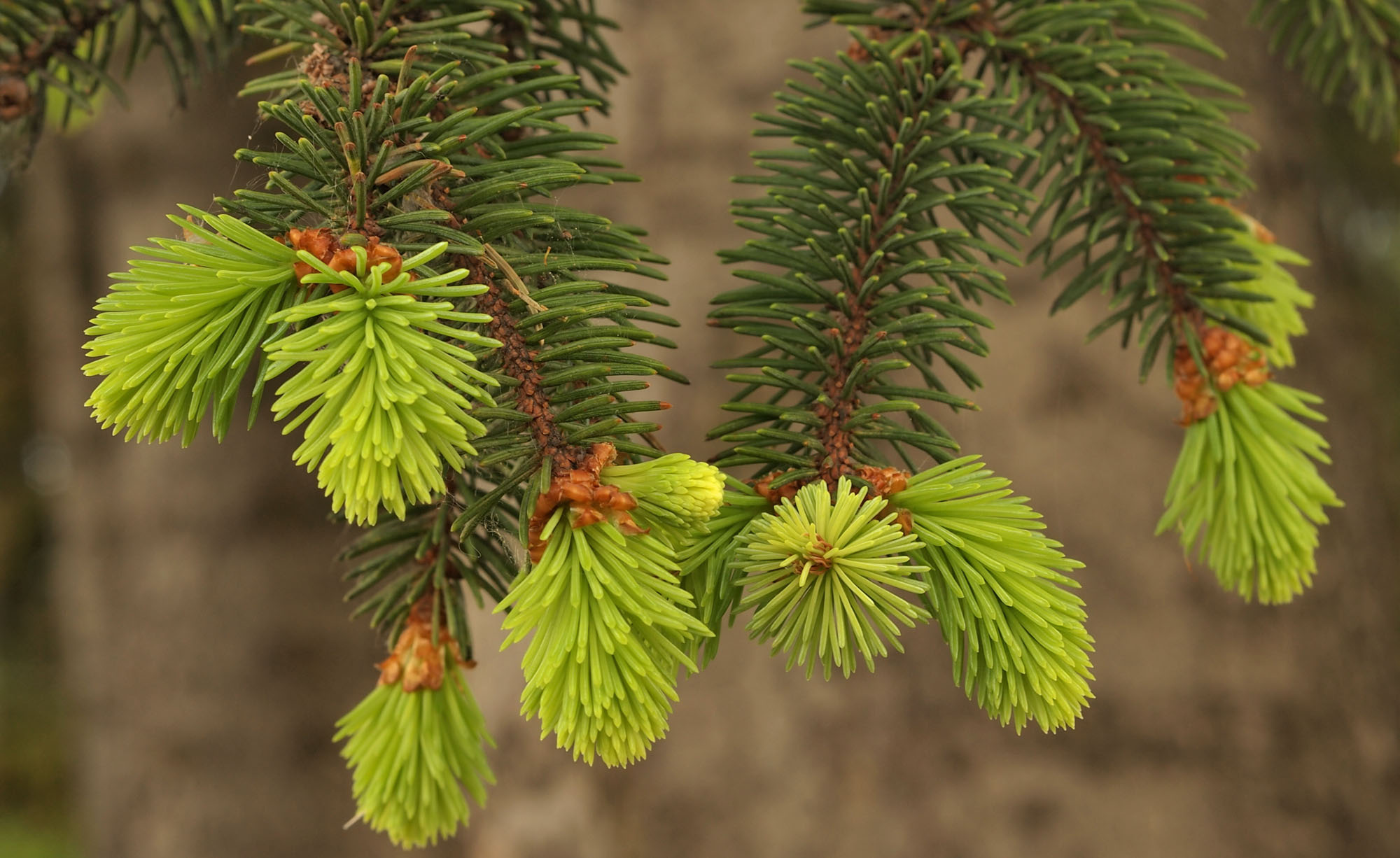 Planting care, Red spruce, Tree species, Sustainable forestry, 2000x1230 HD Desktop