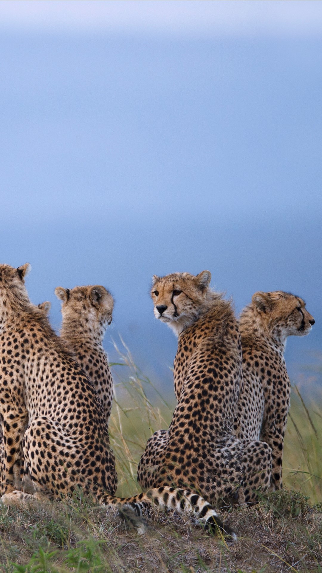 Cheetahs in savannah, Maasai Mara National Reserve, Kenya, Windows 10 spotlight images, 1080x1920 Full HD Phone