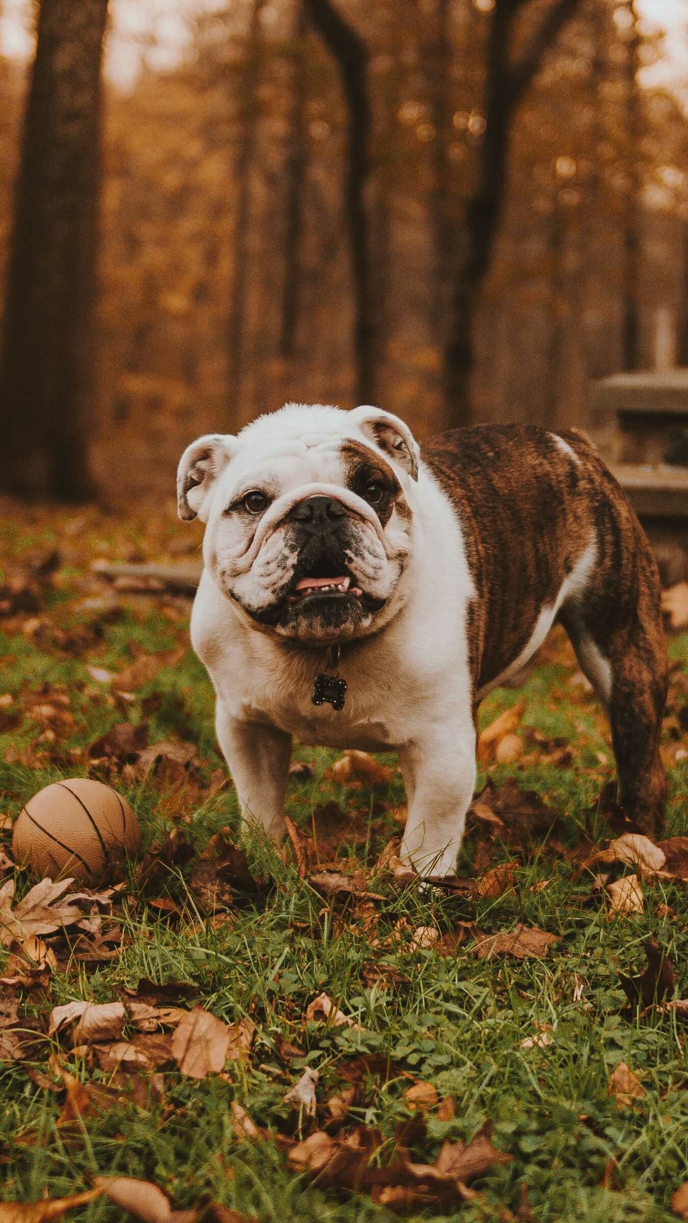Bulldog: Nicknamed the “sourmug”, A stocky dog that moves with a rolling gait. 1350x2400 HD Background.
