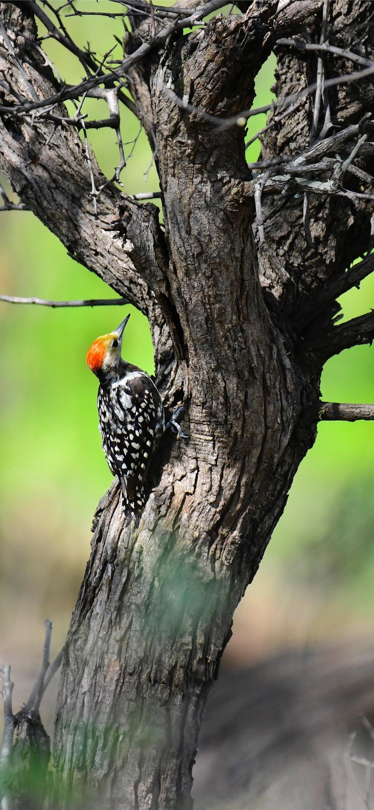 Woodpecker iPhone wallpapers, Mobile charm, Nature's wallpaper, Avian allure, 1290x2780 HD Handy