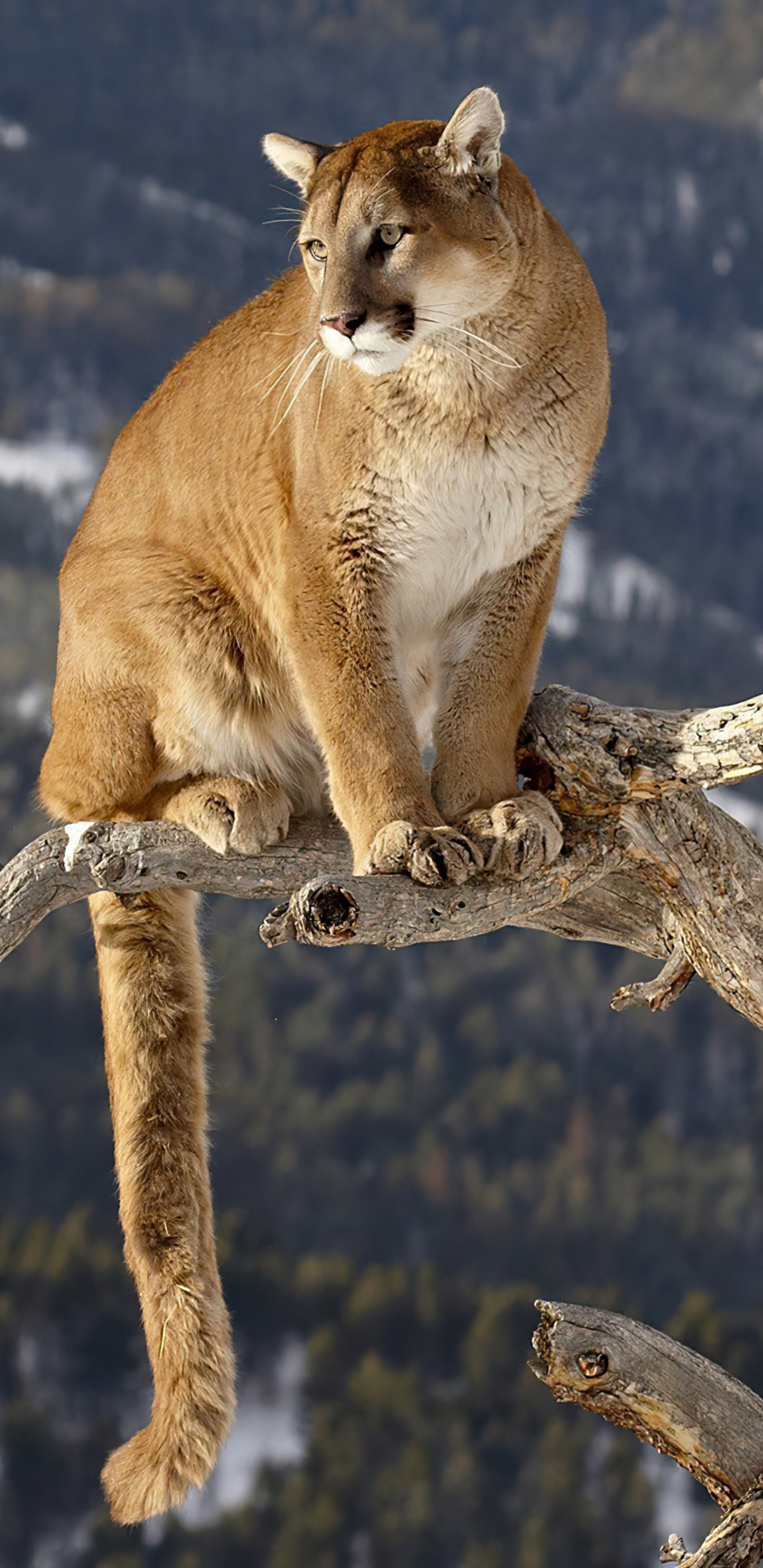 Cougar, Exquisite art, HD wallpapers, Samsung Galaxy backgrounds, 1440x2960 HD Phone