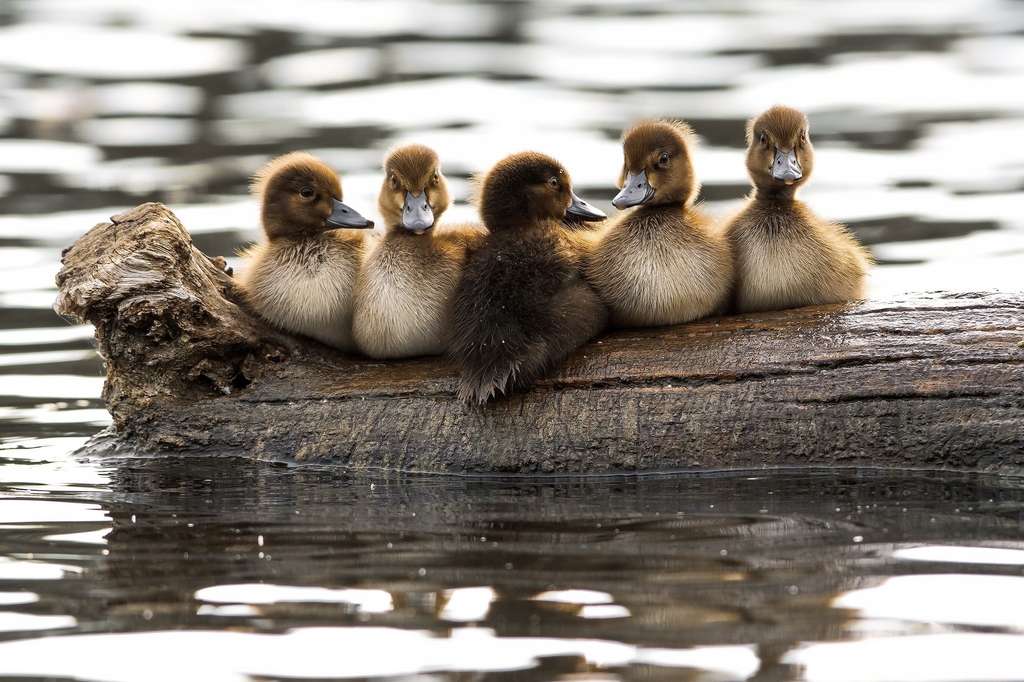 Duckling wallpaper collection, Adorable baby ducks, Cute and fluffy, Feathered friends, 2050x1370 HD Desktop