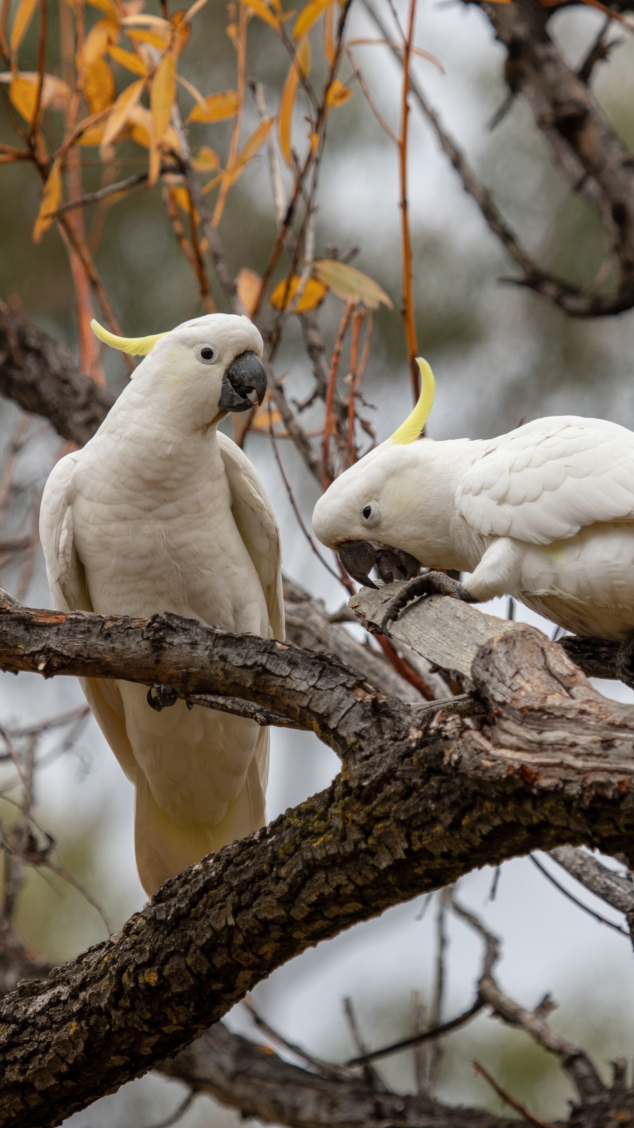 Cockatoo: The Australian Continent Is The Habitat Of Cockatoo Parrots. 2160x3840 4K Wallpaper.