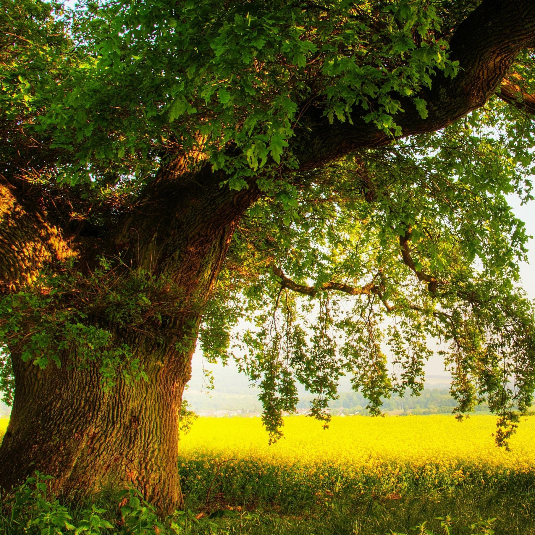 Beautiful oak tree wallpapers, Nature's grandeur, Captivating backgrounds, Breathtaking visuals, 2050x2050 HD Phone