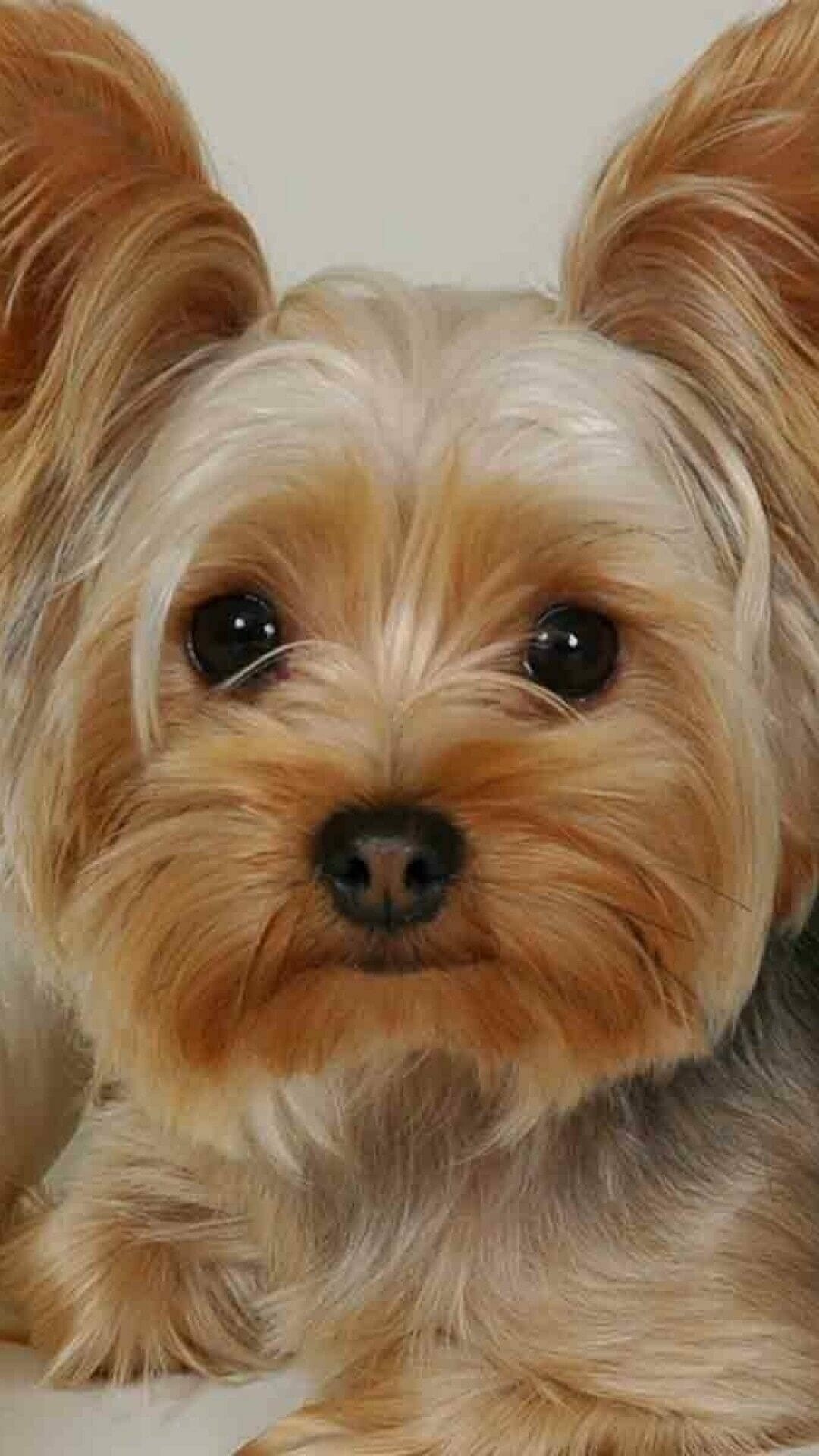 Yorkshire Terrier: Were developed as a working breed of dogs, Animal. 1080x1920 Full HD Wallpaper.