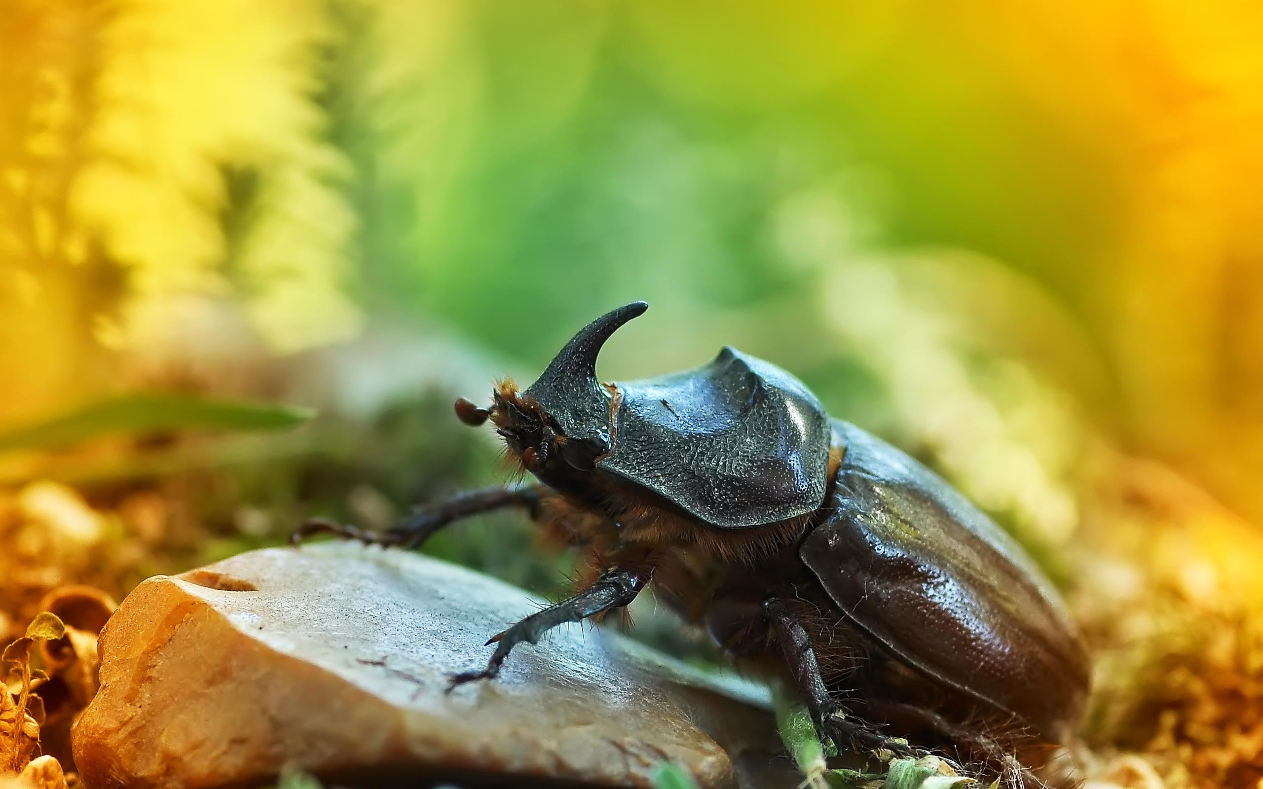 Beetle (Animals), Bug wallpaper download, Bug wallpaper HD, VW bug, 2560x1600 HD Desktop
