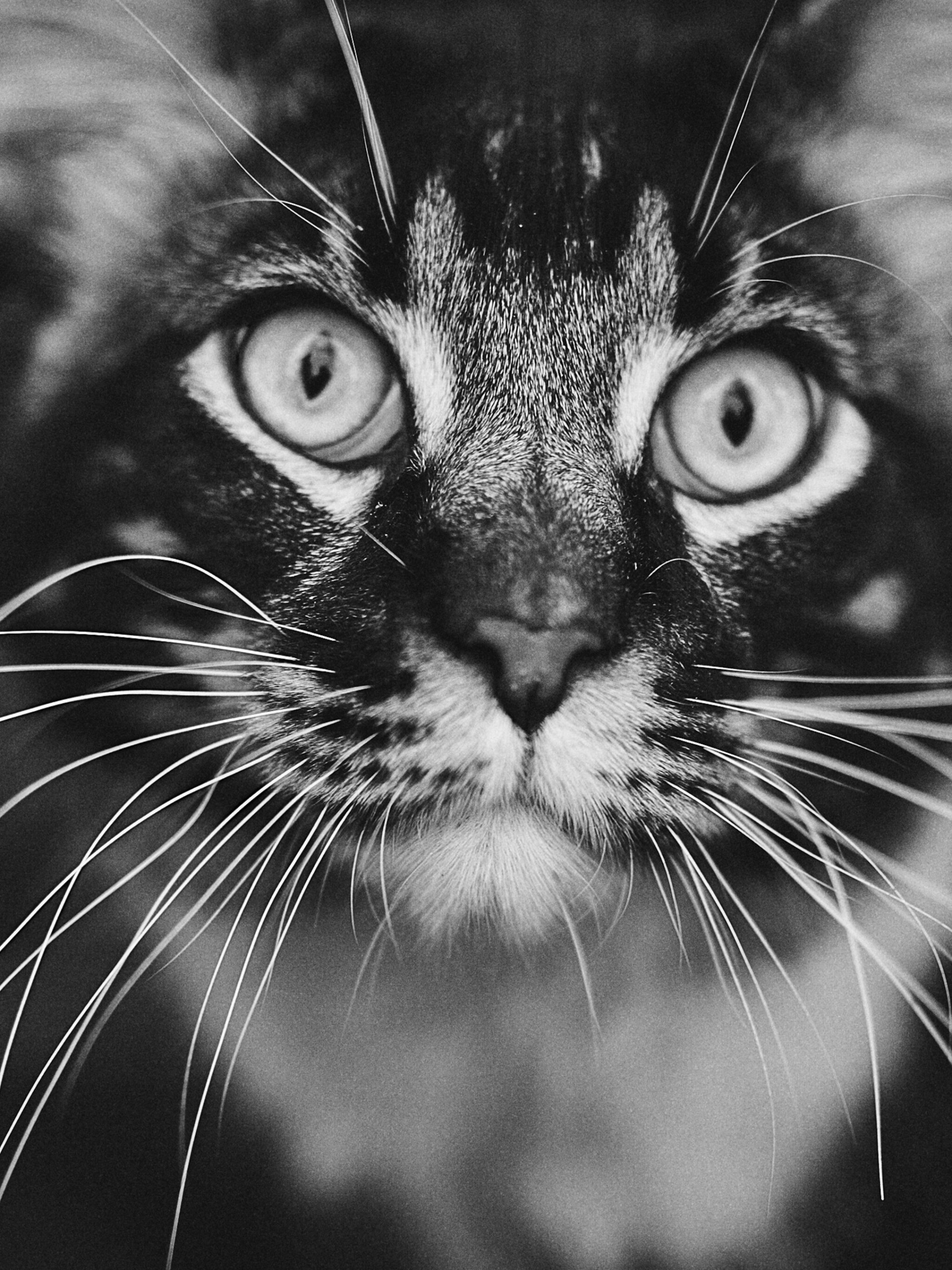 Staring cat ultra HD wallpaper, Intriguing gaze, Striking black and white, Mobile background, 2050x2740 HD Phone