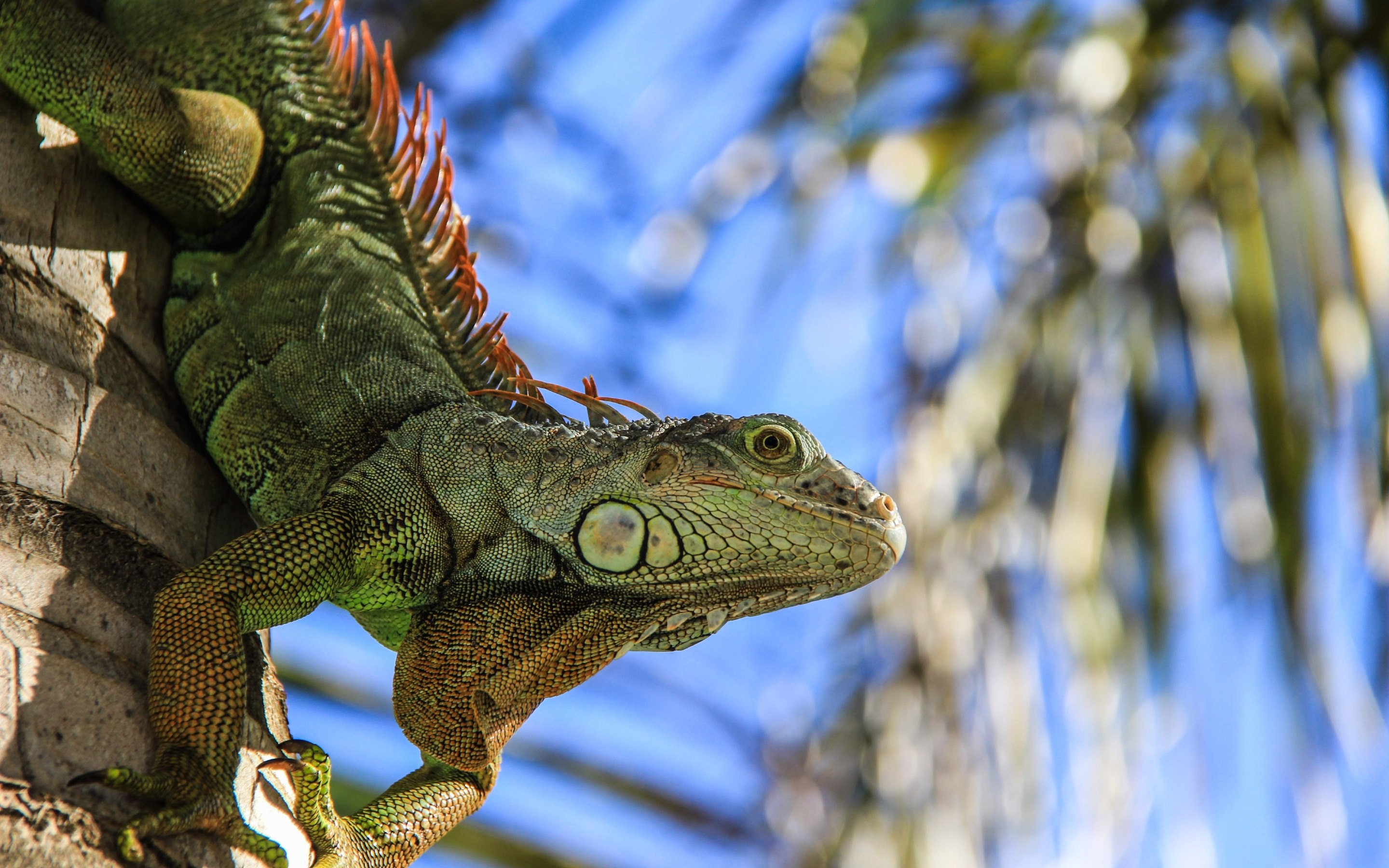 Iguana portrait, Detailed close-up, Reptile beauty, HD wallpaper, 2880x1800 HD Desktop