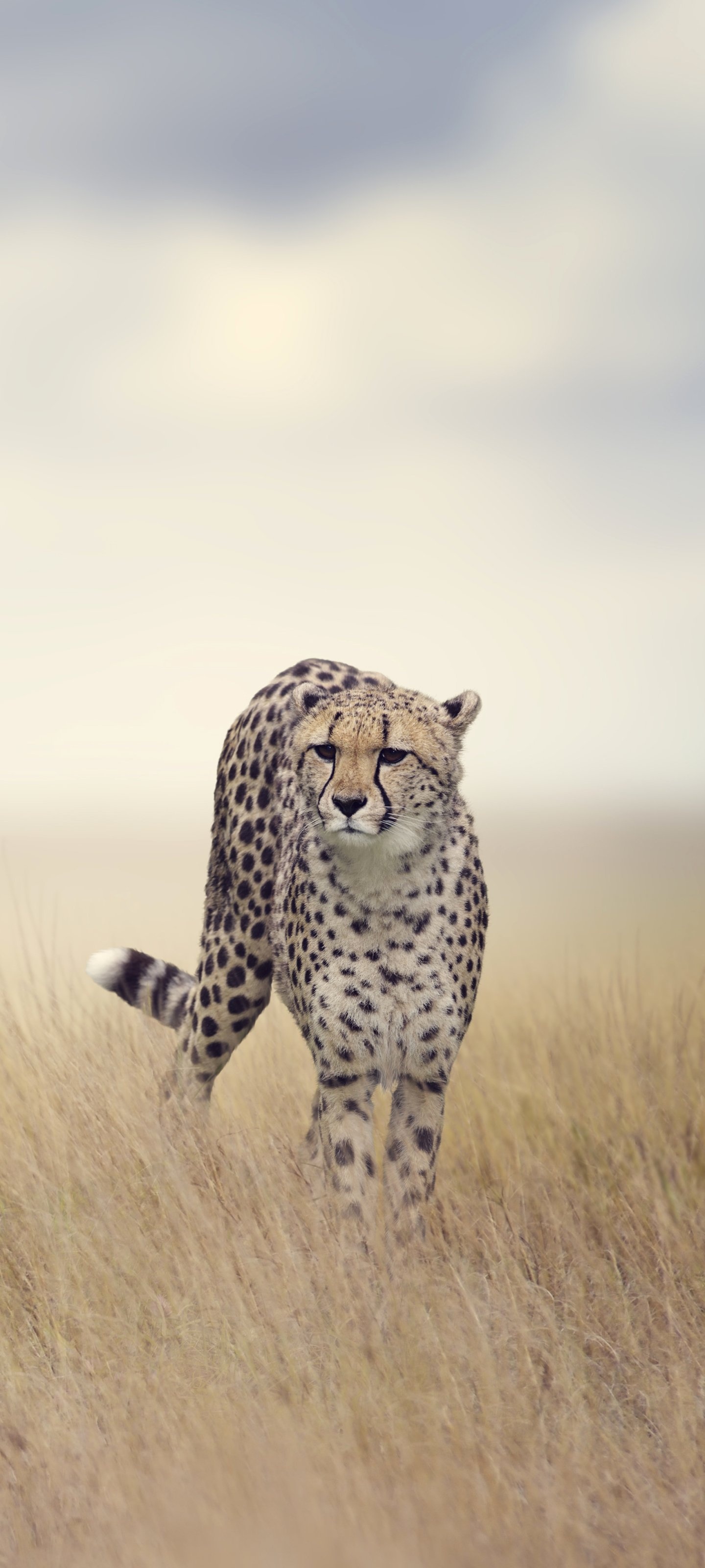 Animal cheetah, Graceful feline, Wild nature, Striking beauty, 1440x3200 HD Handy